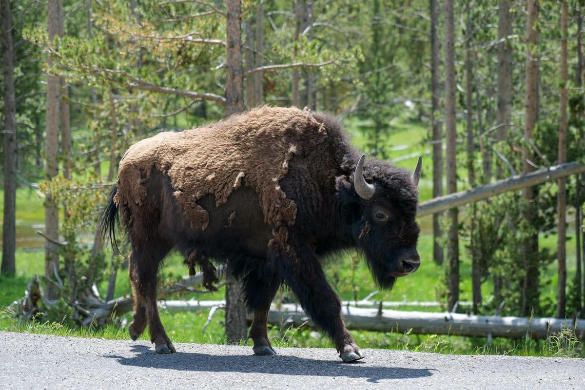 Yellowstone, USA — Wildlife