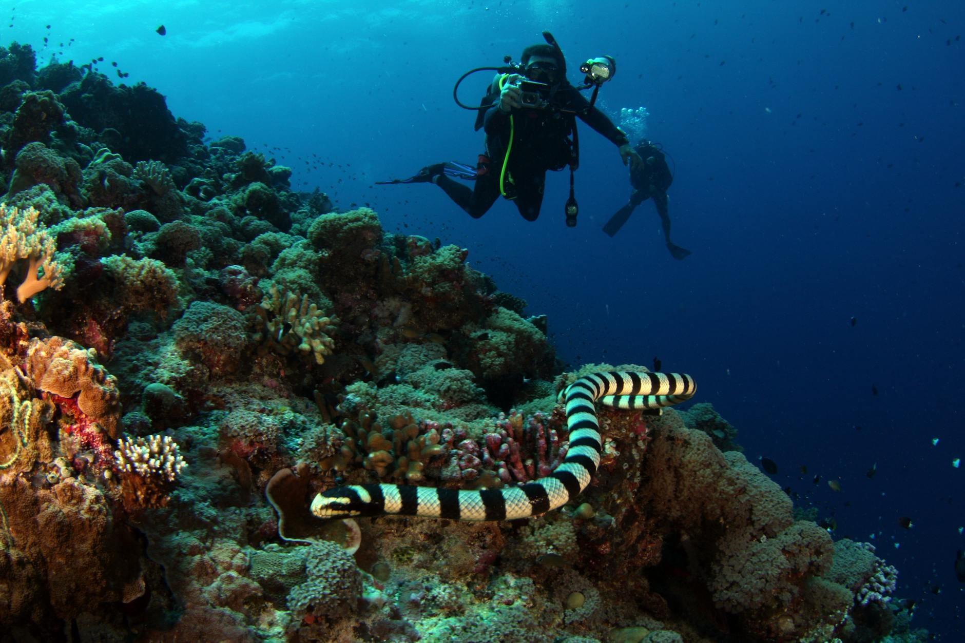 Scuba Diving cover