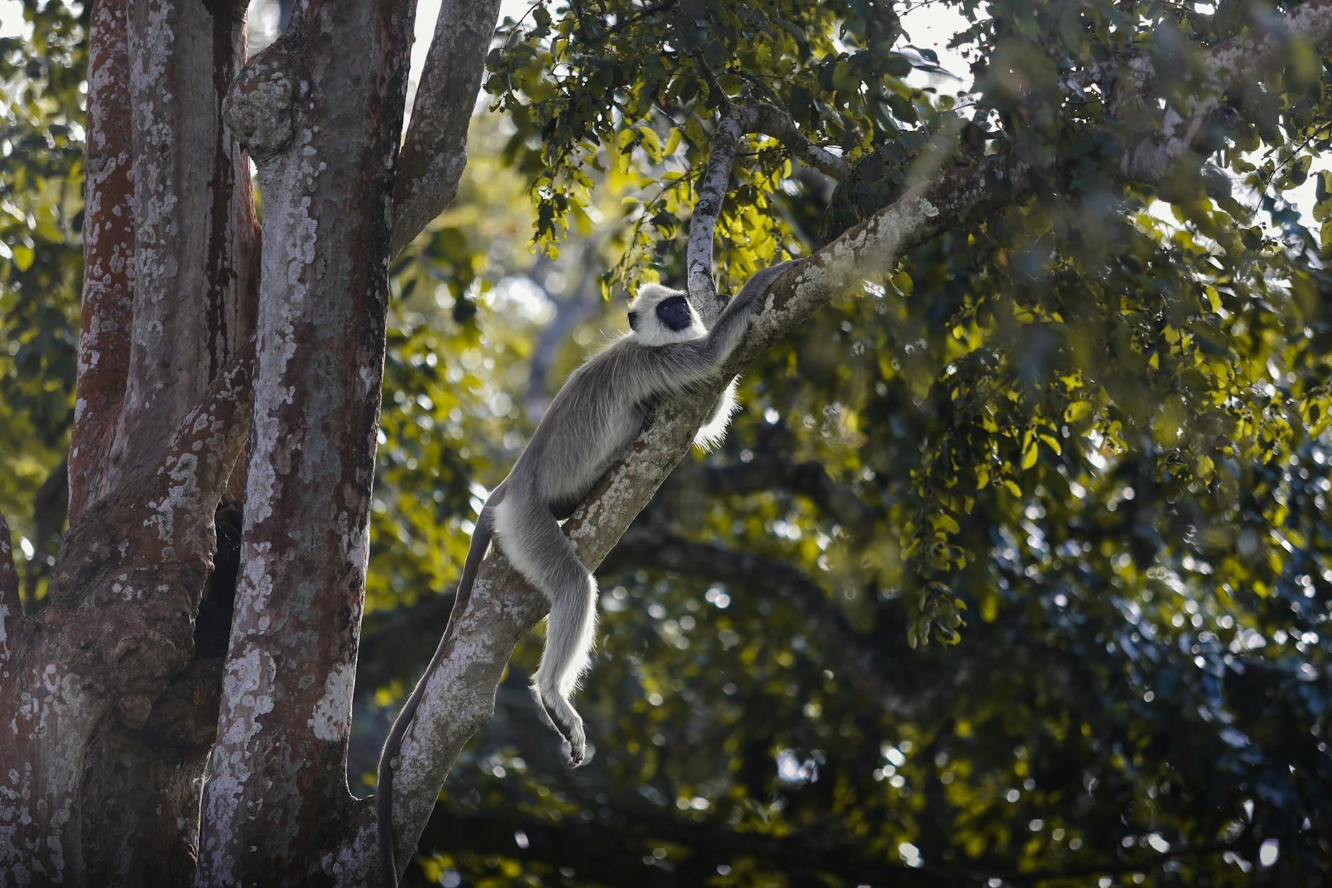Wildlife cover