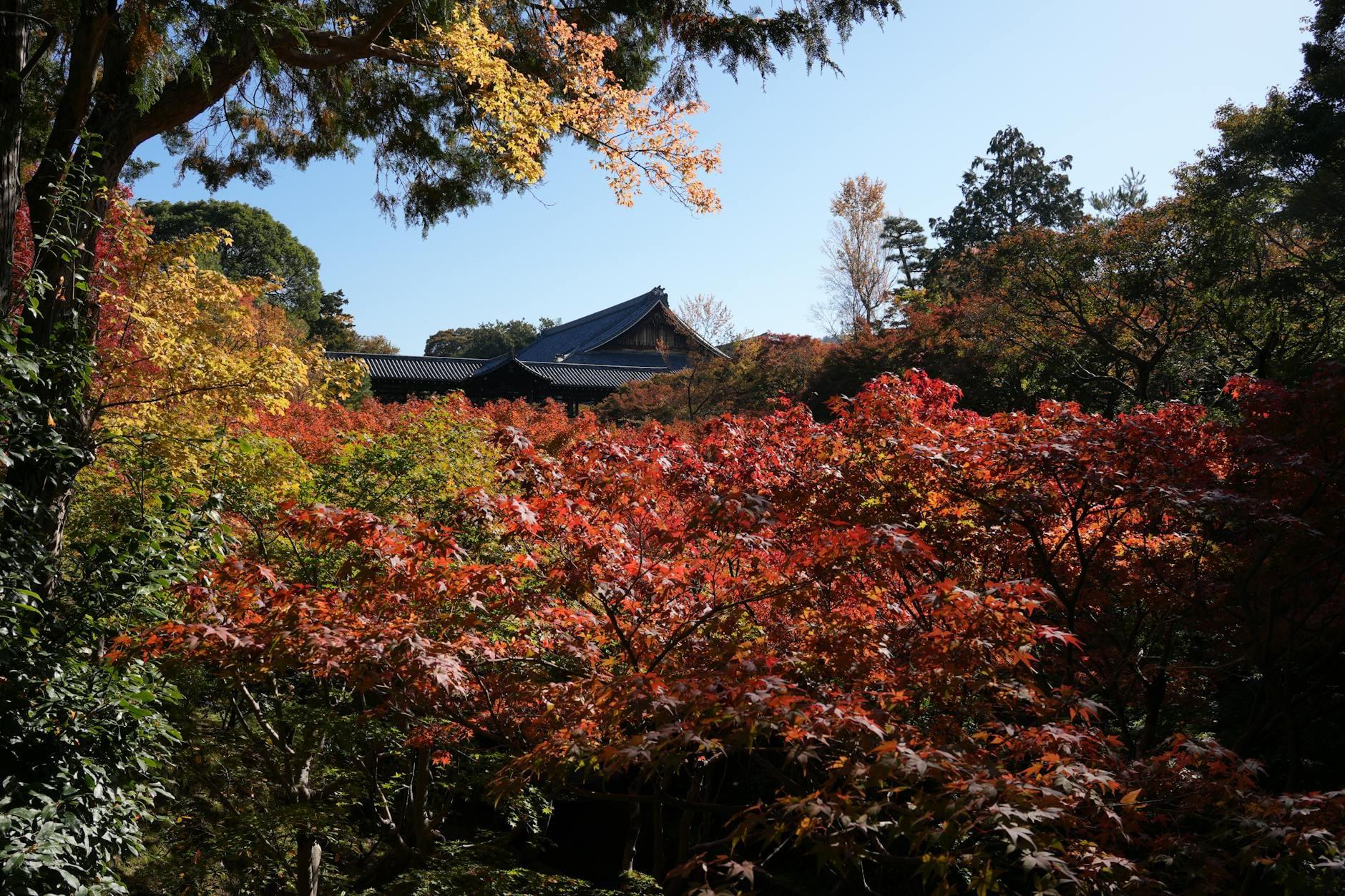 Japan landscape