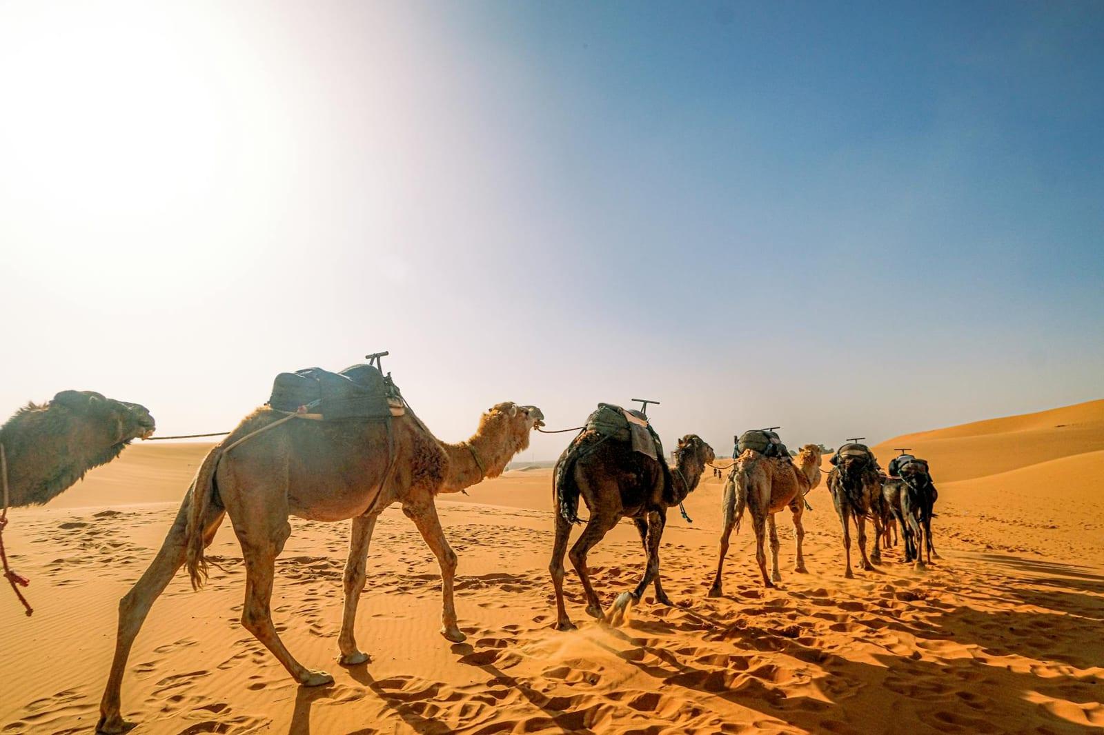 Camel trek the Algerian Sahara, Algeria