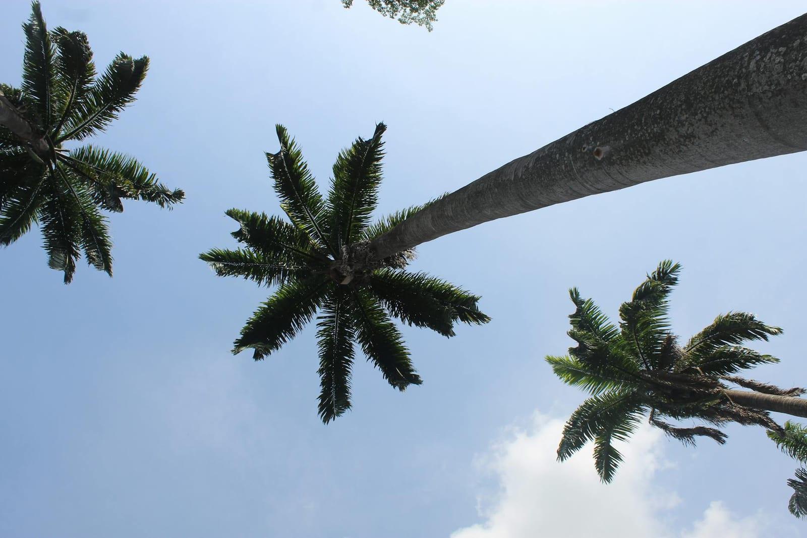 Kakum's canopy walkway, Ghana