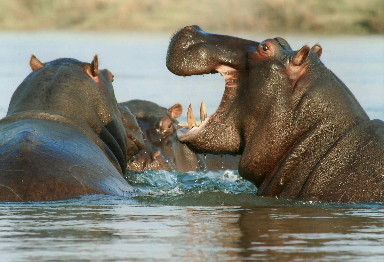 surfing hippos at Loango, Gabon