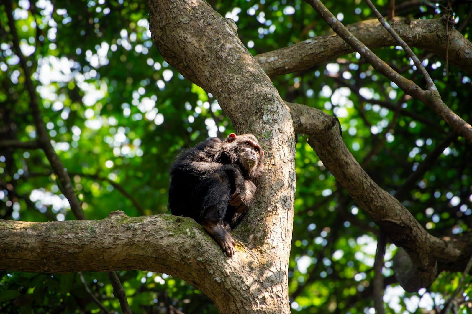 chimps in Lopé National Park, Gabon