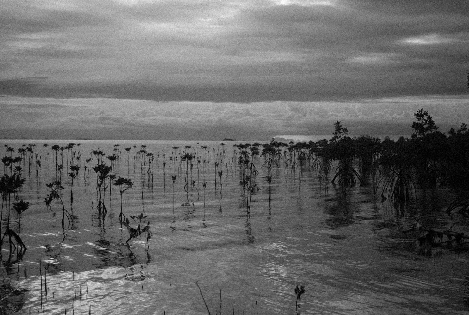 Pongara mangroves, Gabon