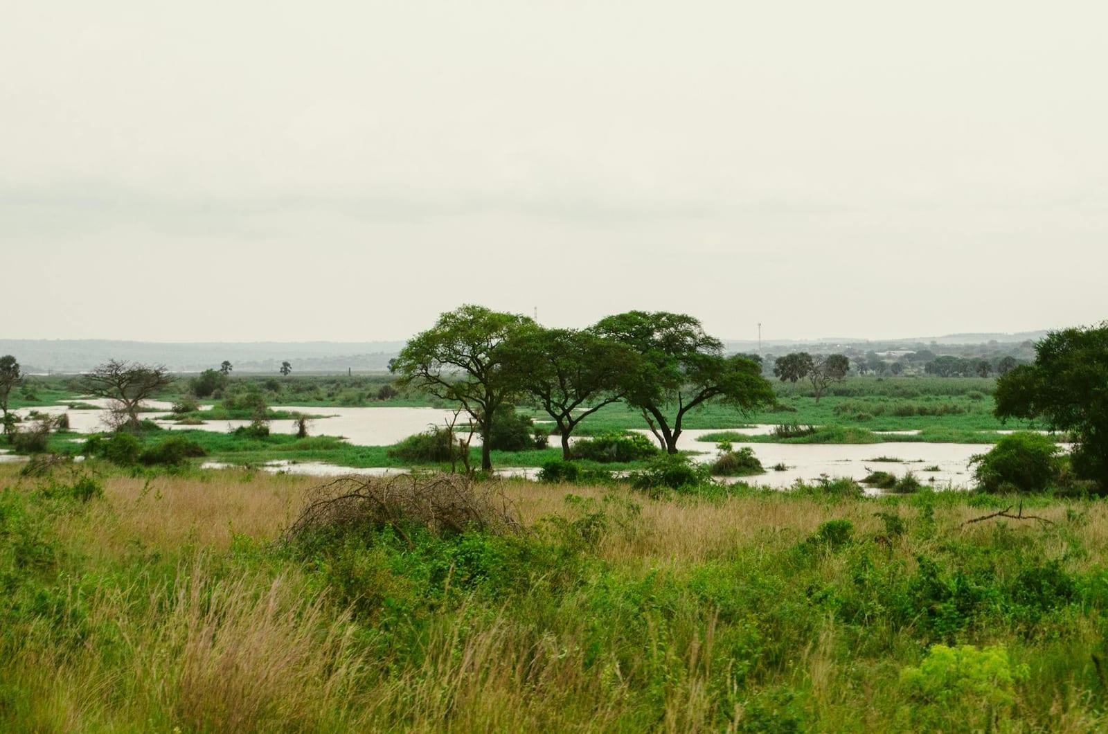 Spot wildlife in Kissama National Park, Angola