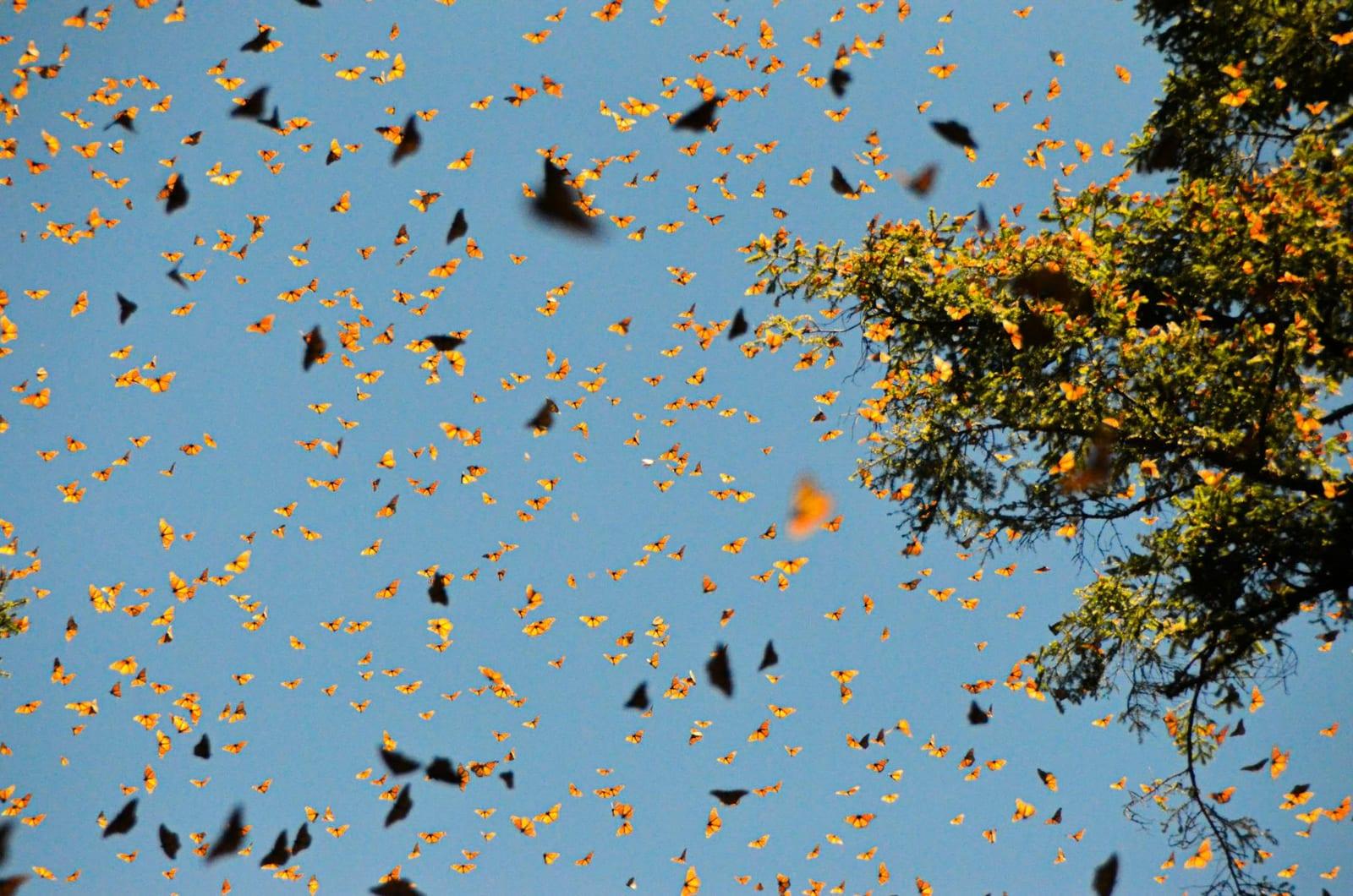 monarch butterflies in Michoacán, Mexico
