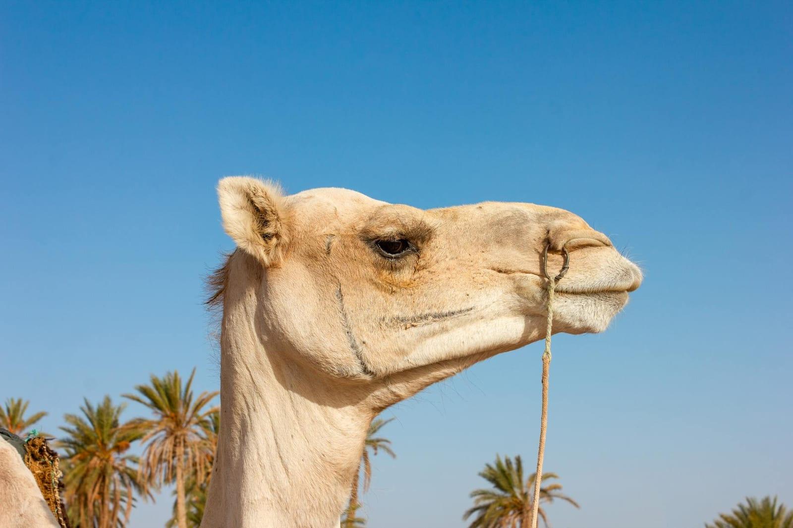 Sleep in a Saharan camp at Douz, Tunisia