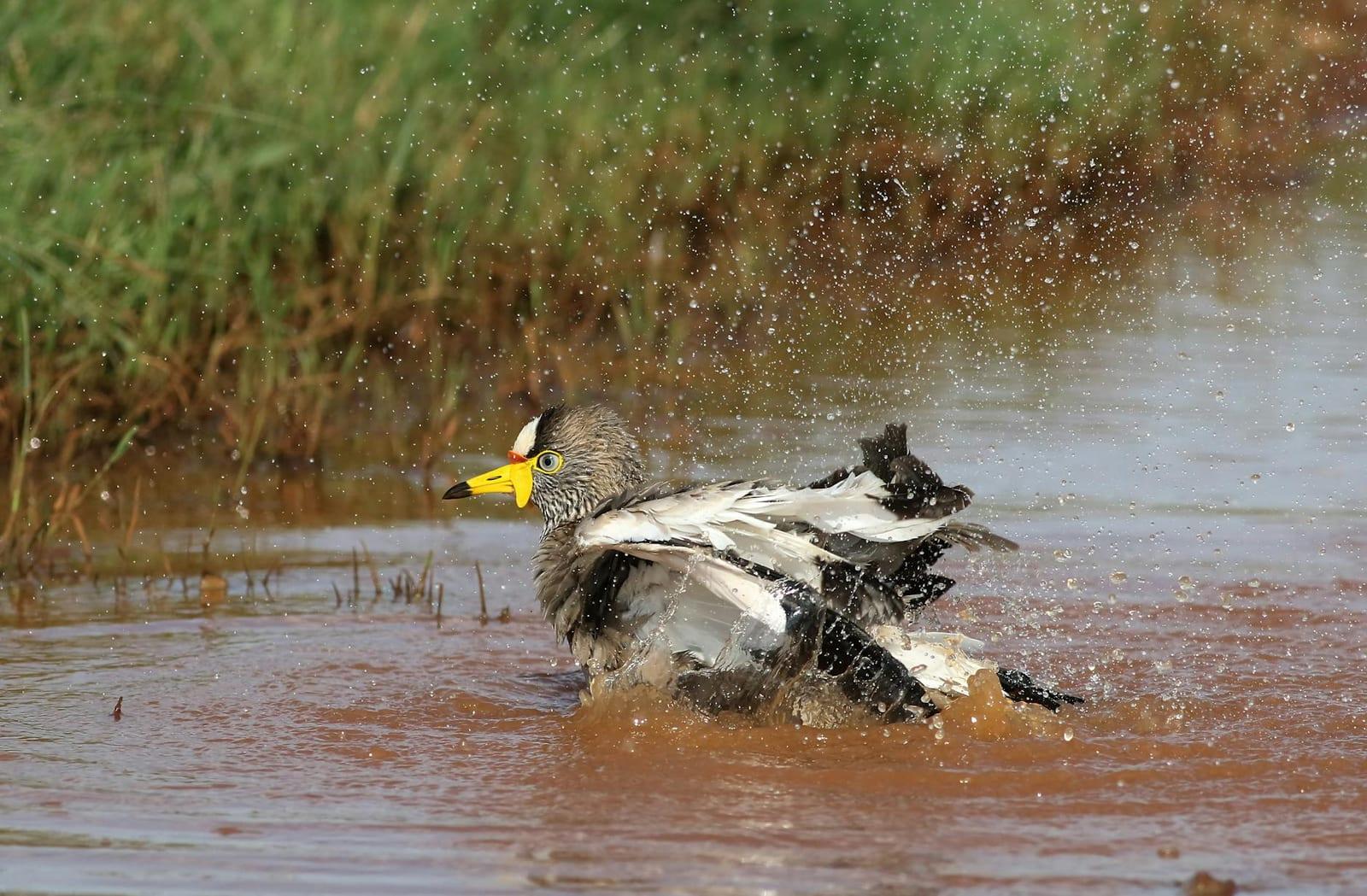 birds of Djoudj, Senegal