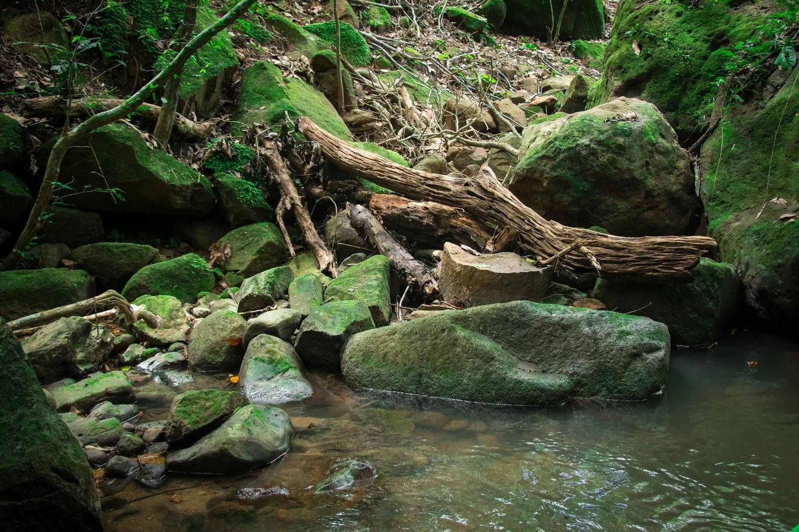 Welchman Hall Gully, Barbados