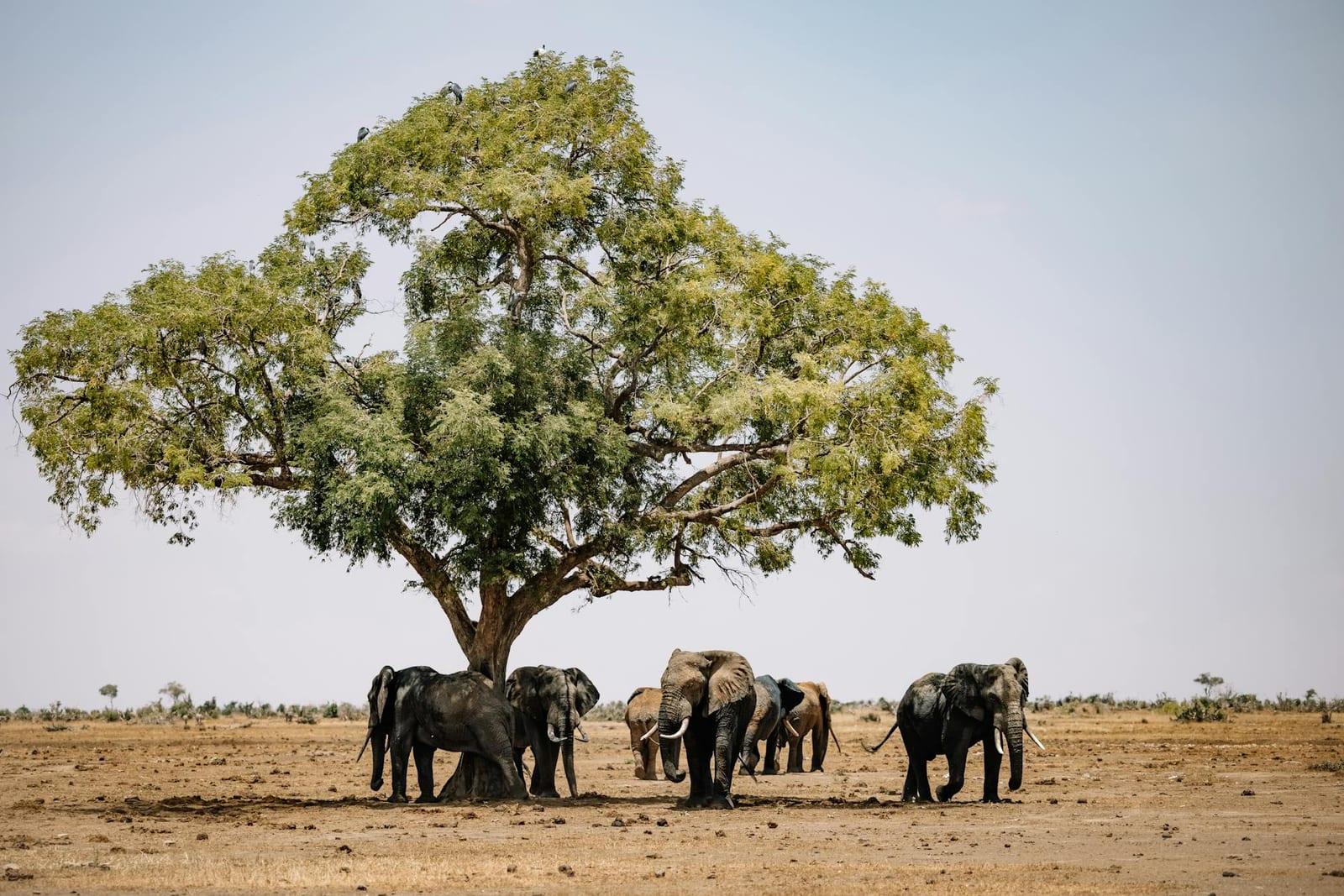 Spot elephants in Hwange, Zimbabwe