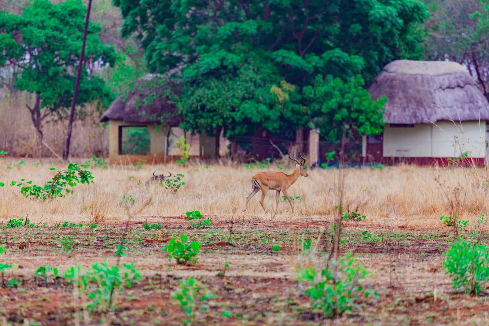 ruins of Great Zimbabwe, Zimbabwe