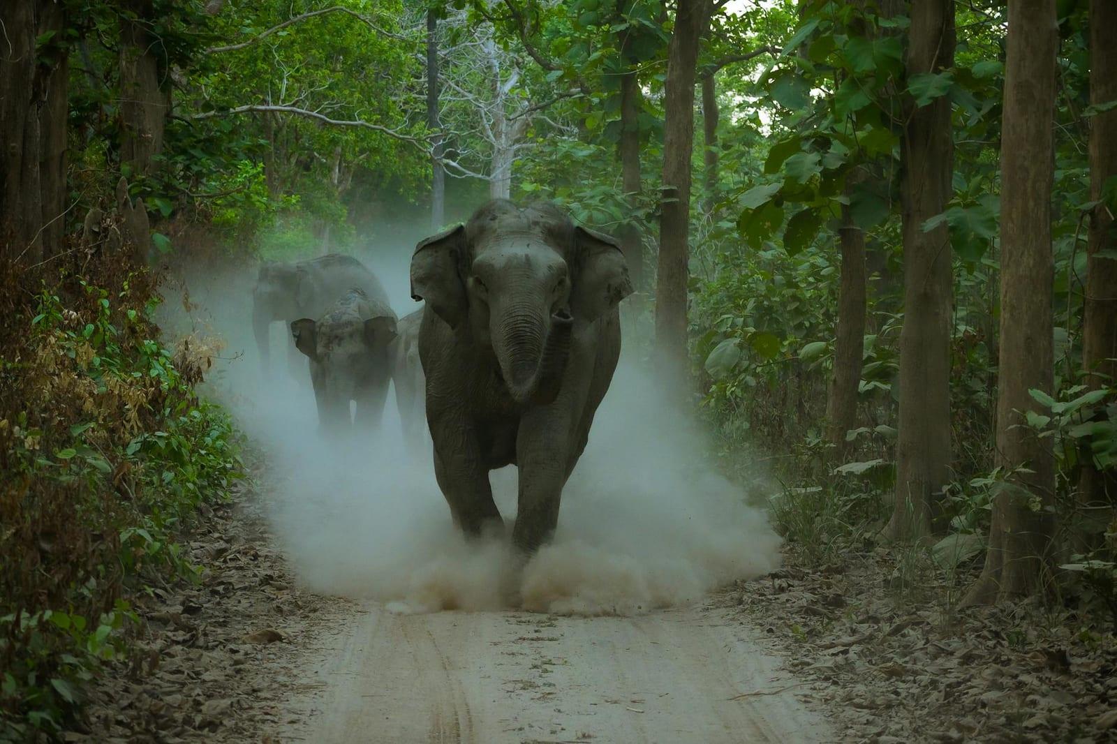 Track forest elephants in Dzanga-Sangha, Central African Republic