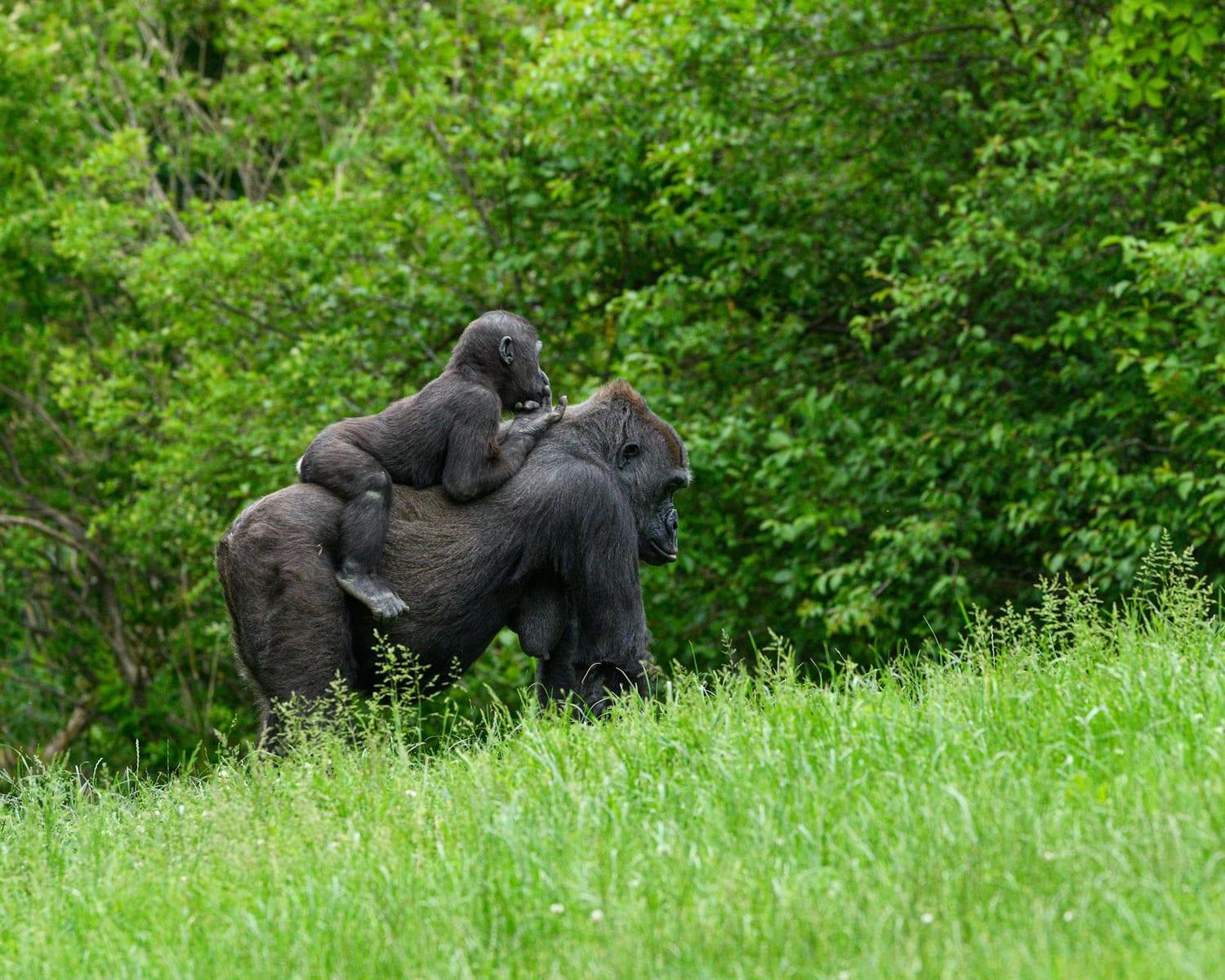 lowland gorillas at Bayanga, Central African Republic