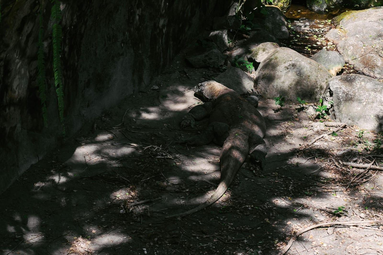 Komodo dragons in the wild, Indonesia