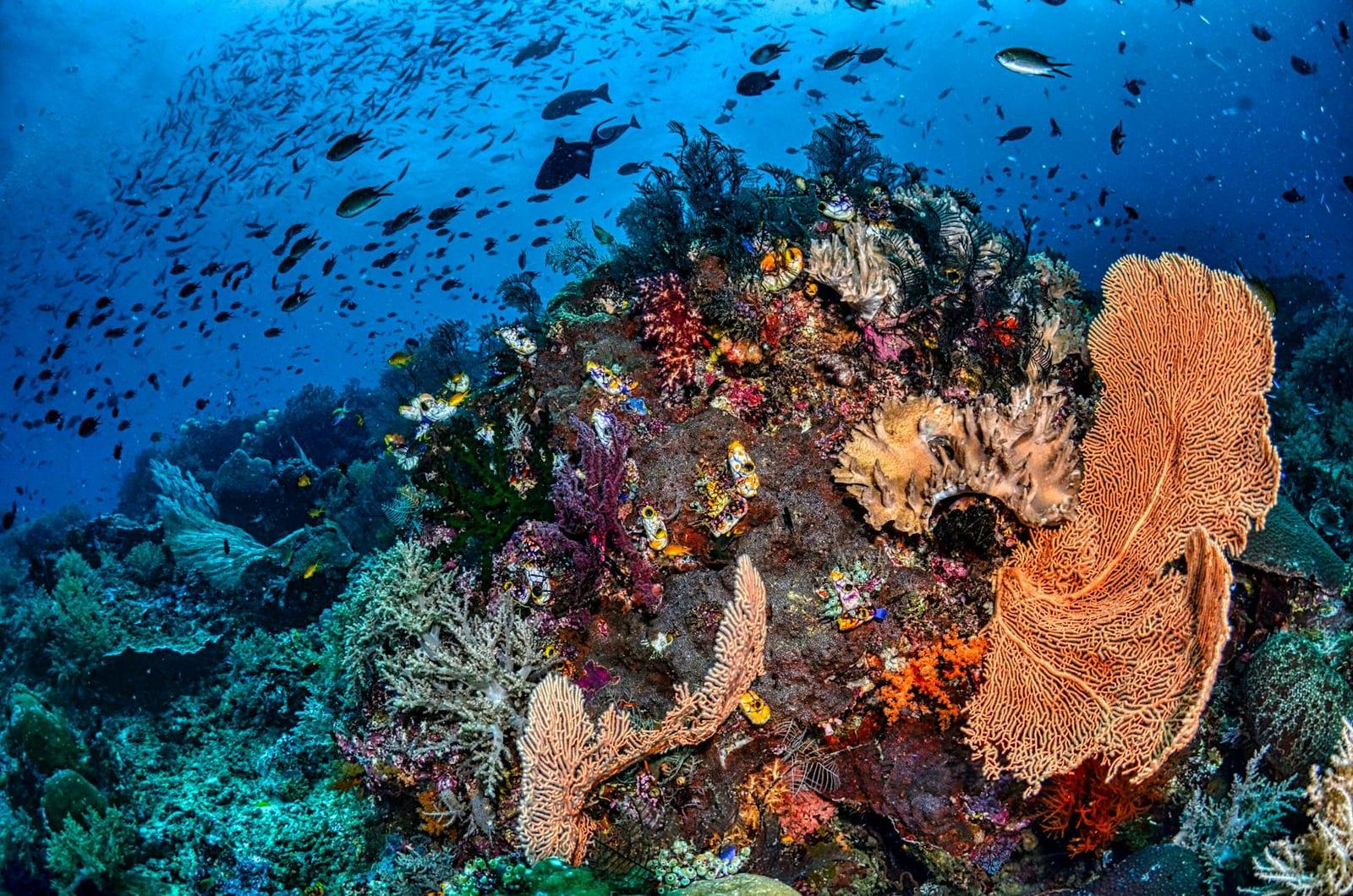 Dive Raja Ampat, Indonesia