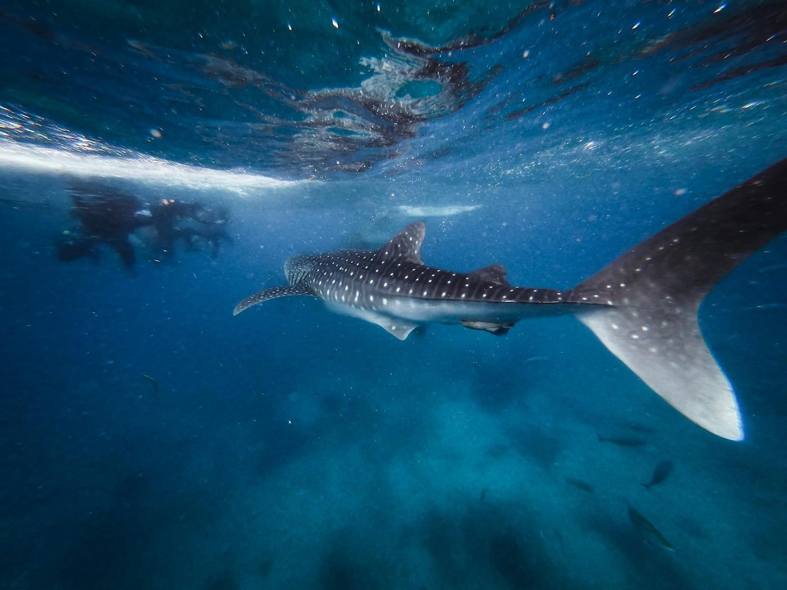 Snorkel with whale sharks in Tadjoura, Djibouti