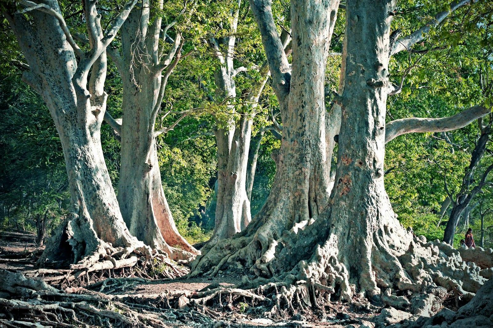 the Day Forest reserve, Djibouti