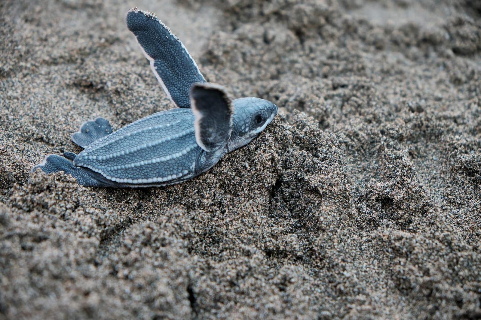 leatherback turtles nest at Matura, Trinidad & Tobago