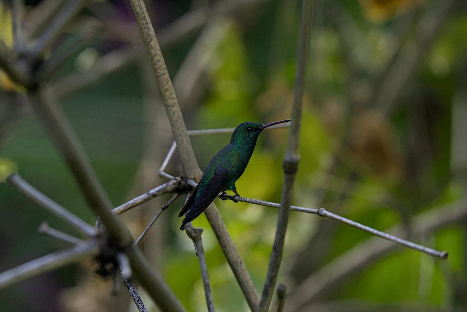 Birdwatch the Asa Wright centre, Trinidad & Tobago