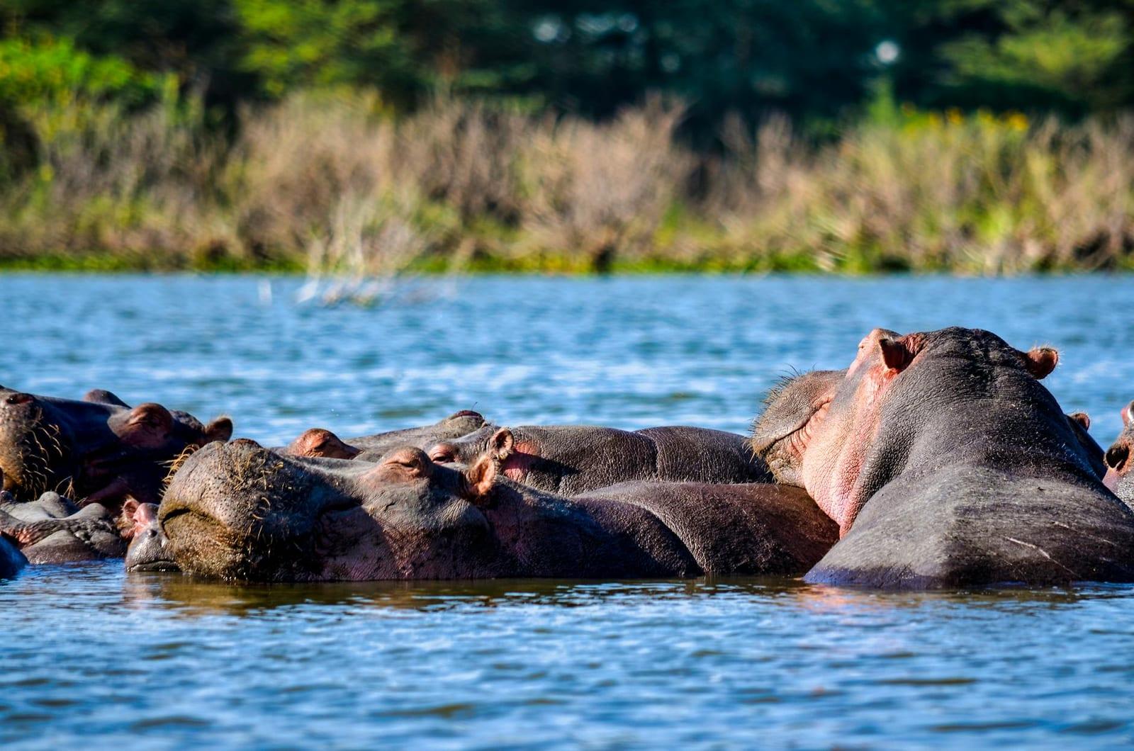 Spot saltwater hippos at Orango, Guinea-Bissau