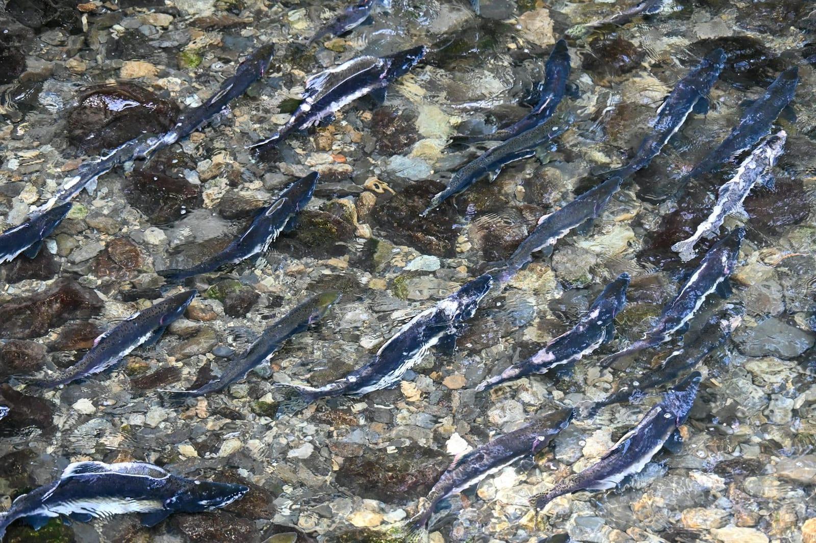 Middle Fork Salmon River, United States