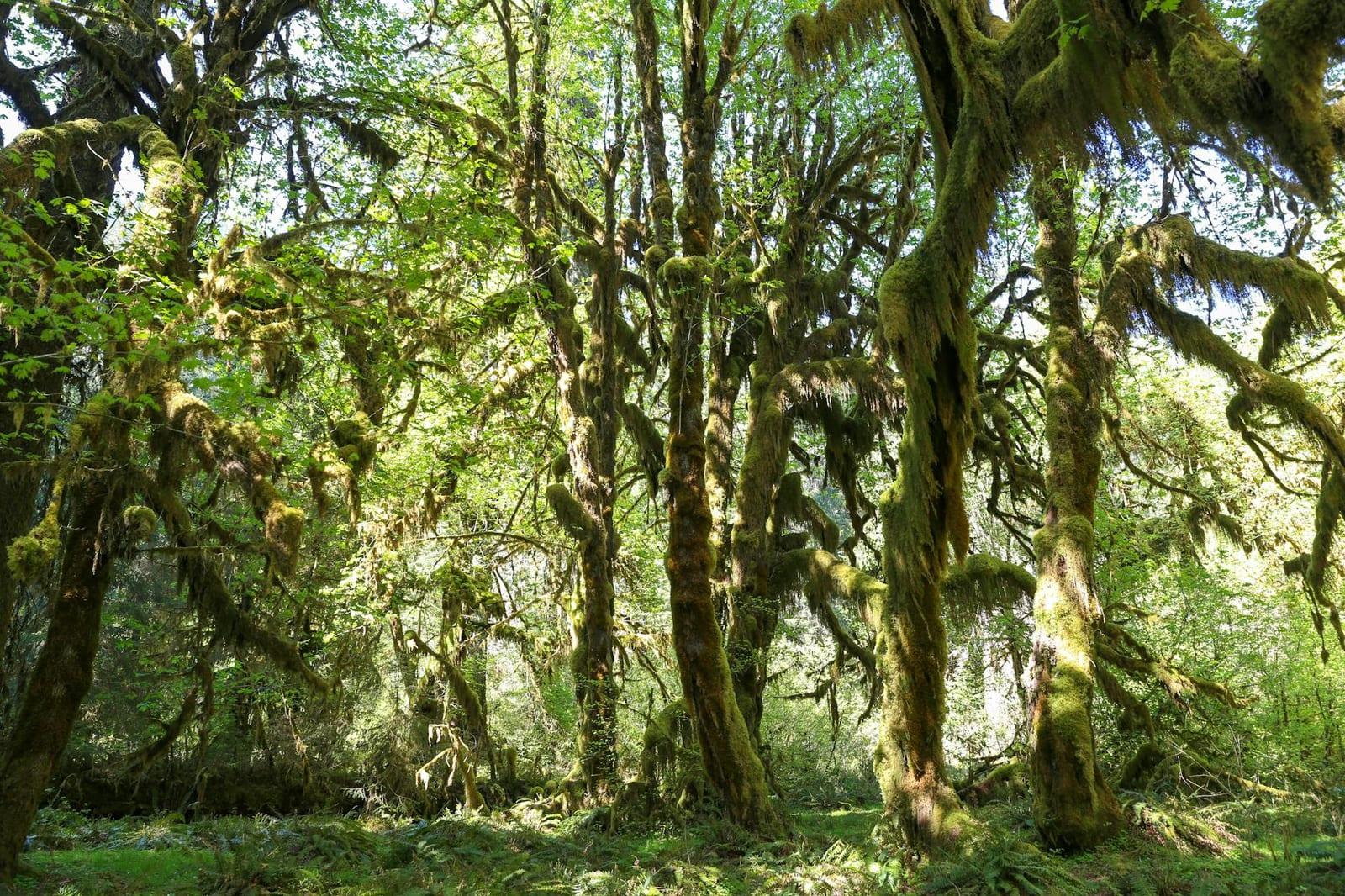 Olympic Rainforest, United States