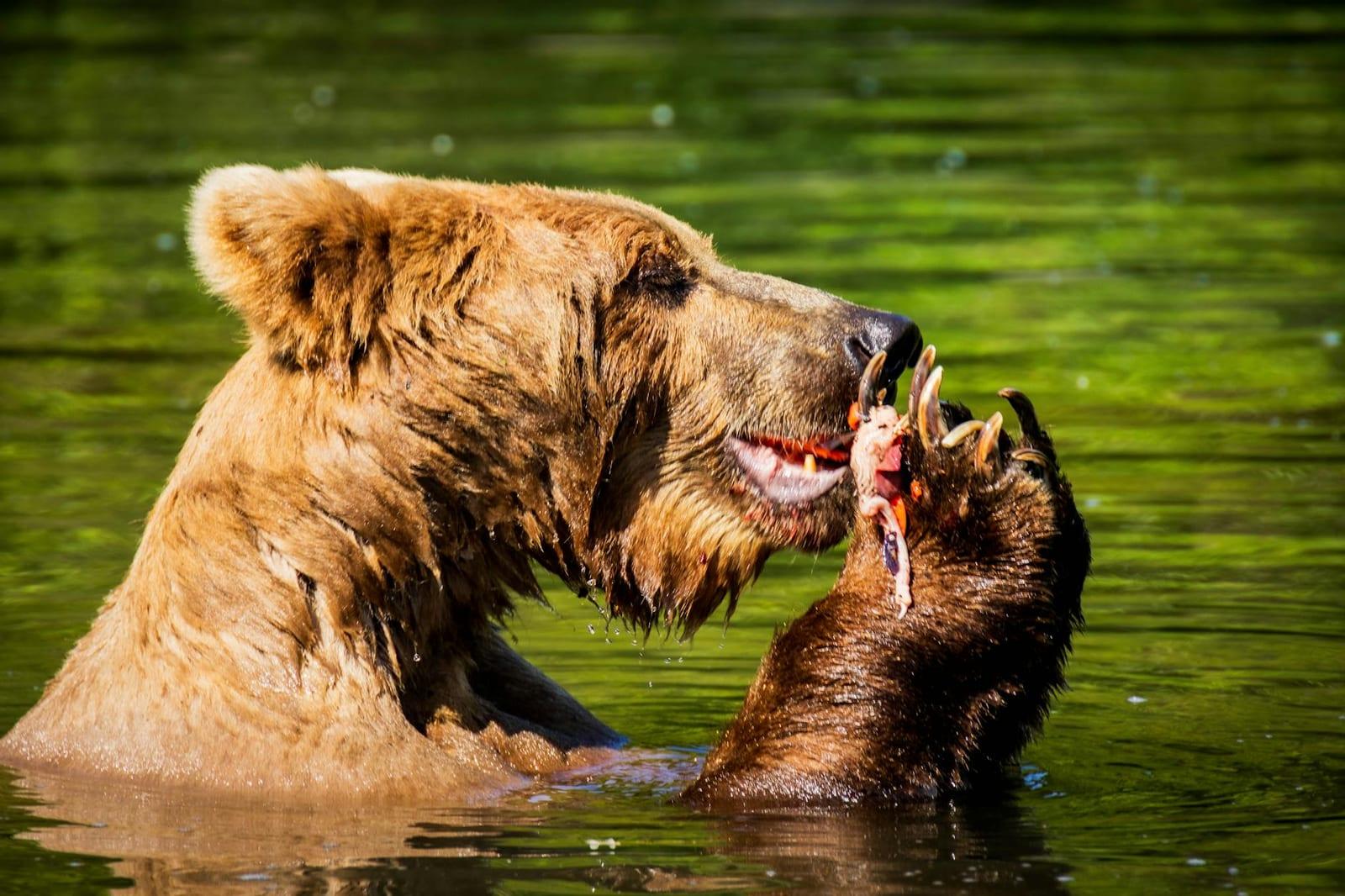 Kodiak NWR, Alaska, United States