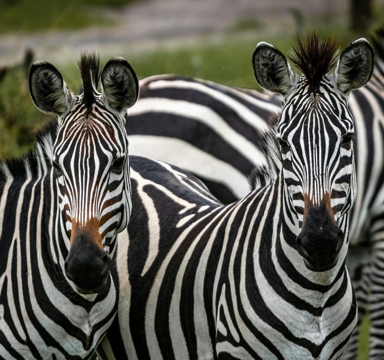Kibale National Park, Uganda