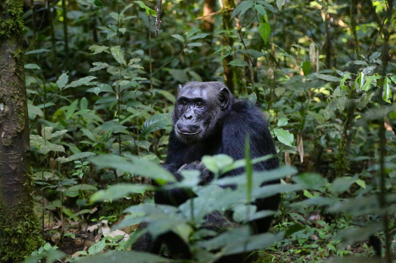 Budongo Forest, Uganda