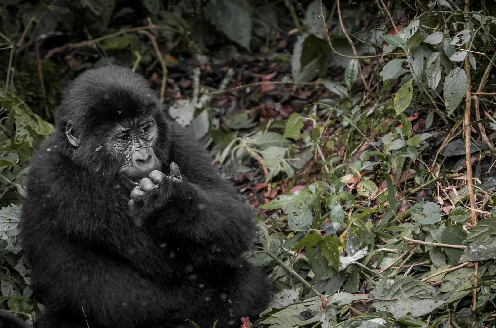 Mgahinga Gorilla NP, Uganda