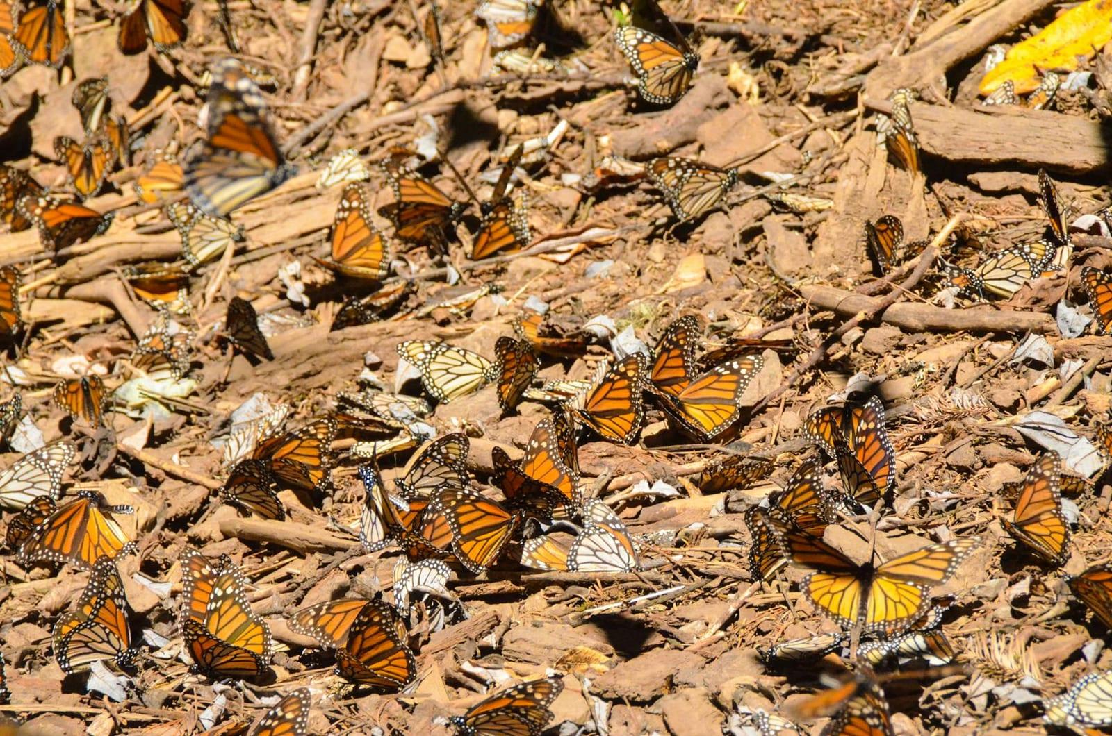 Monarch Butterfly Biosphere Reserve, Mexico