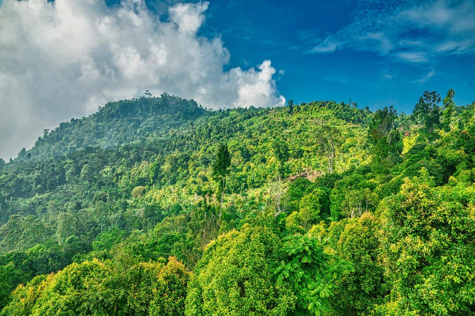 Gunung Leuser NP, Indonesia