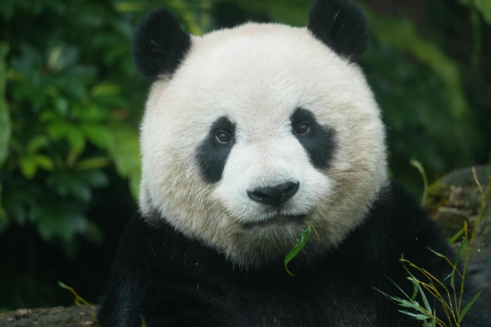 Wolong Nature Reserve, China