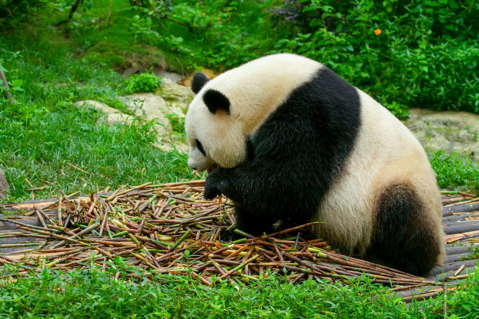 Chengdu Panda Base, China
