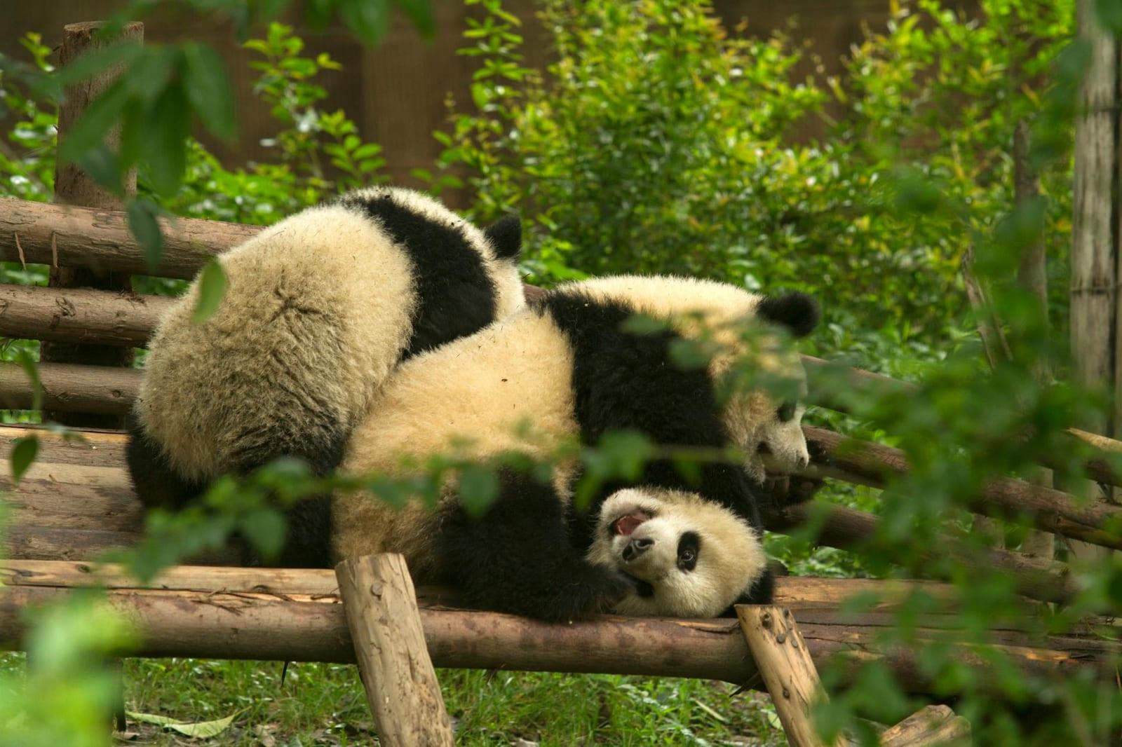 Bifengxia Panda Base, China