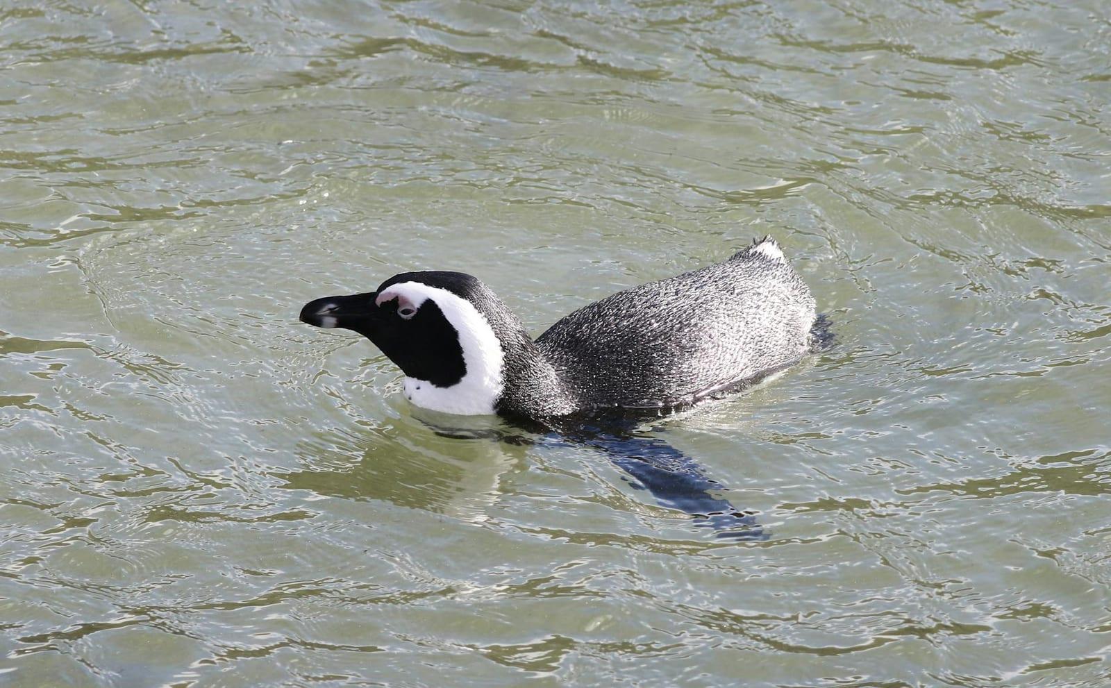 Boulders Beach, South Africa