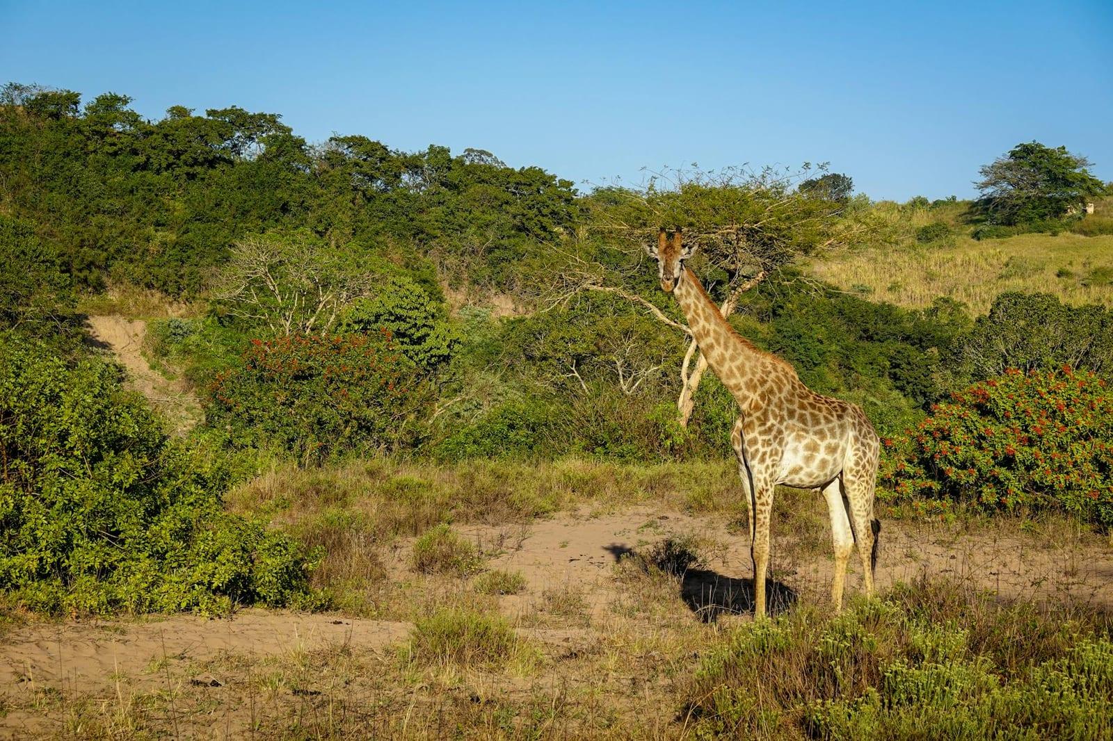 Hluhluwe-Imfolozi, South Africa