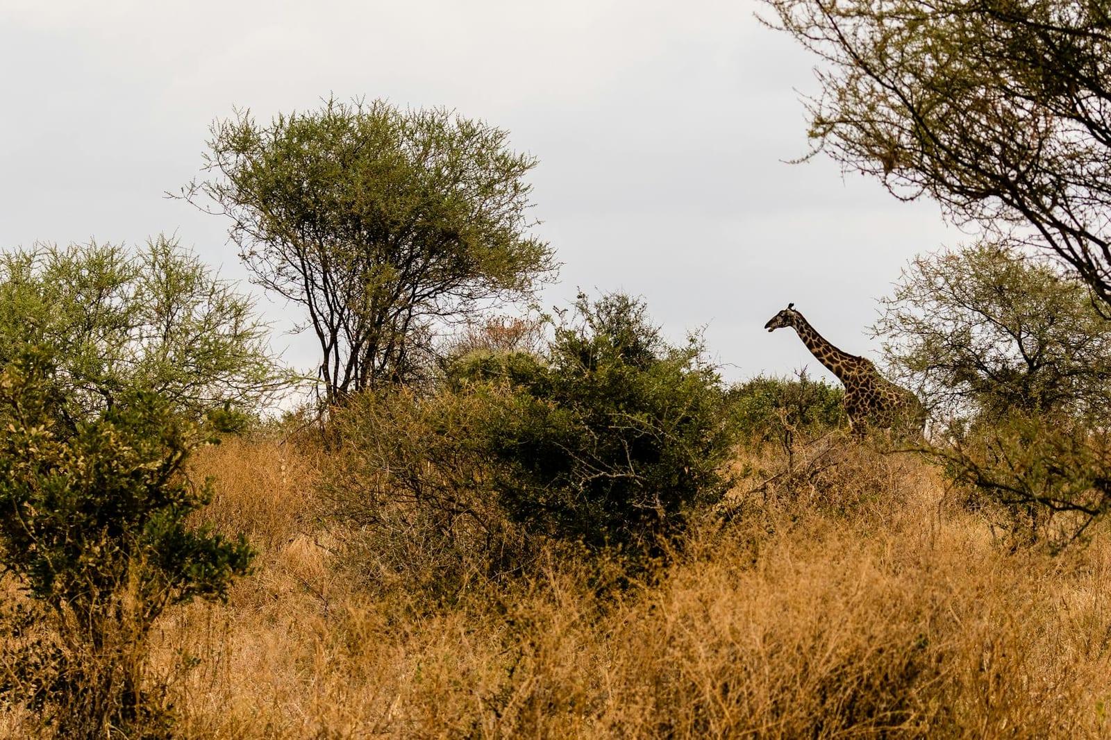 Kruger National Park, South Africa