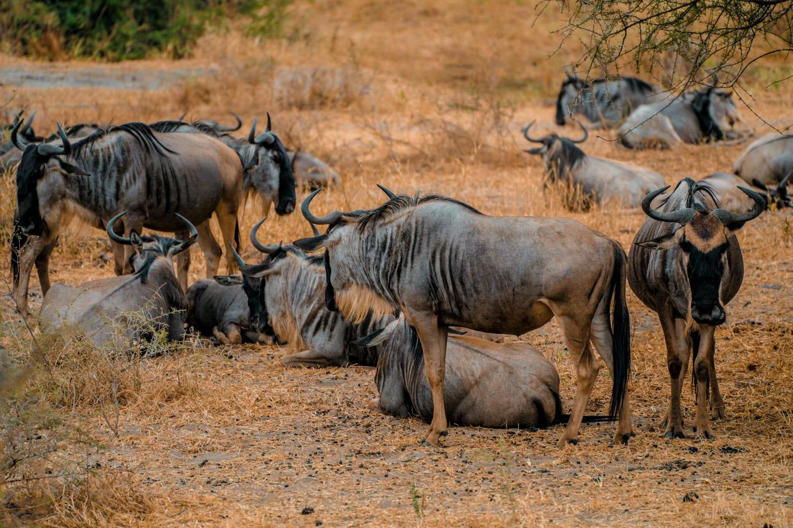 Grumeti Reserve, Tanzania