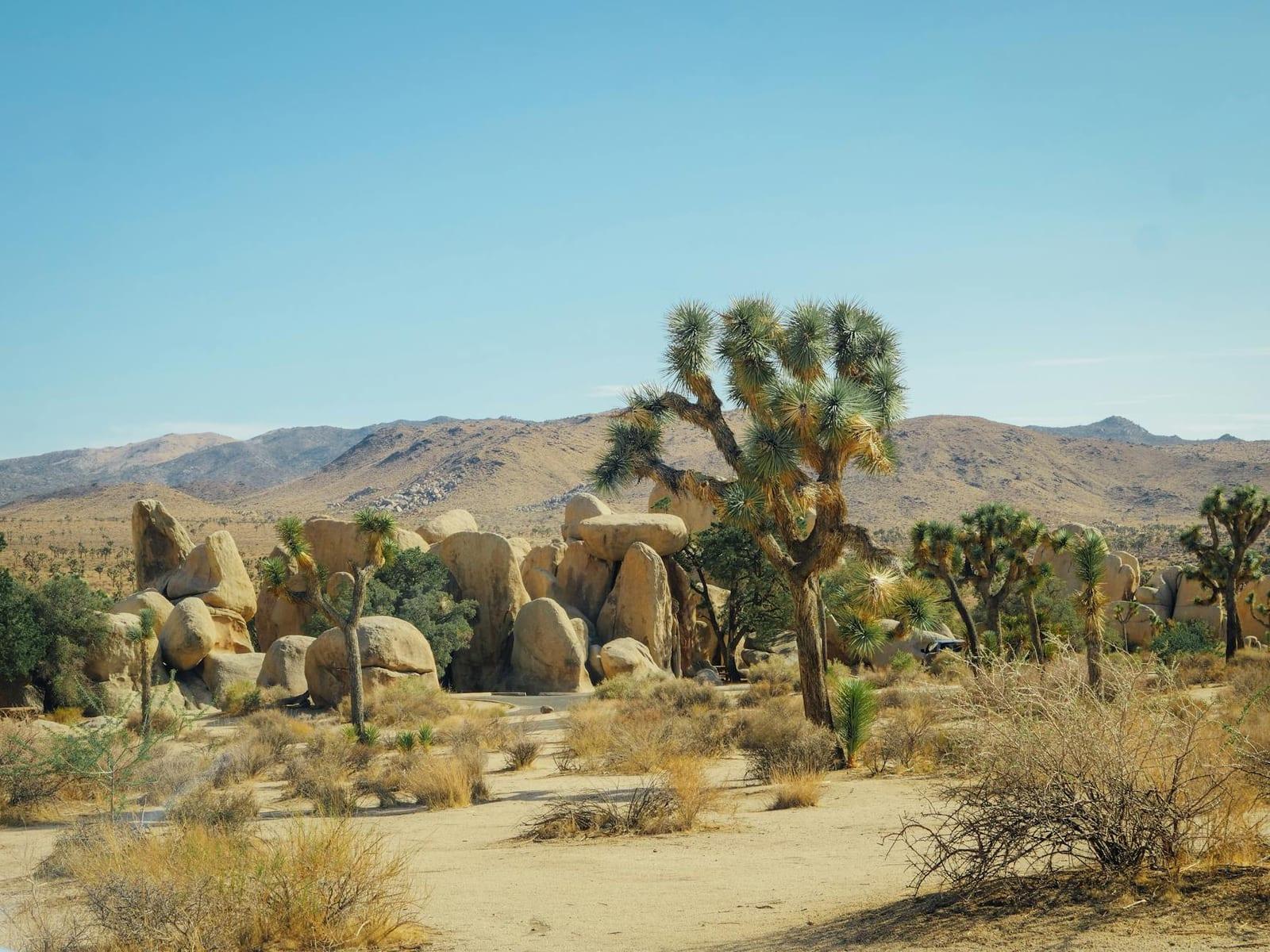 Joshua Tree, United States