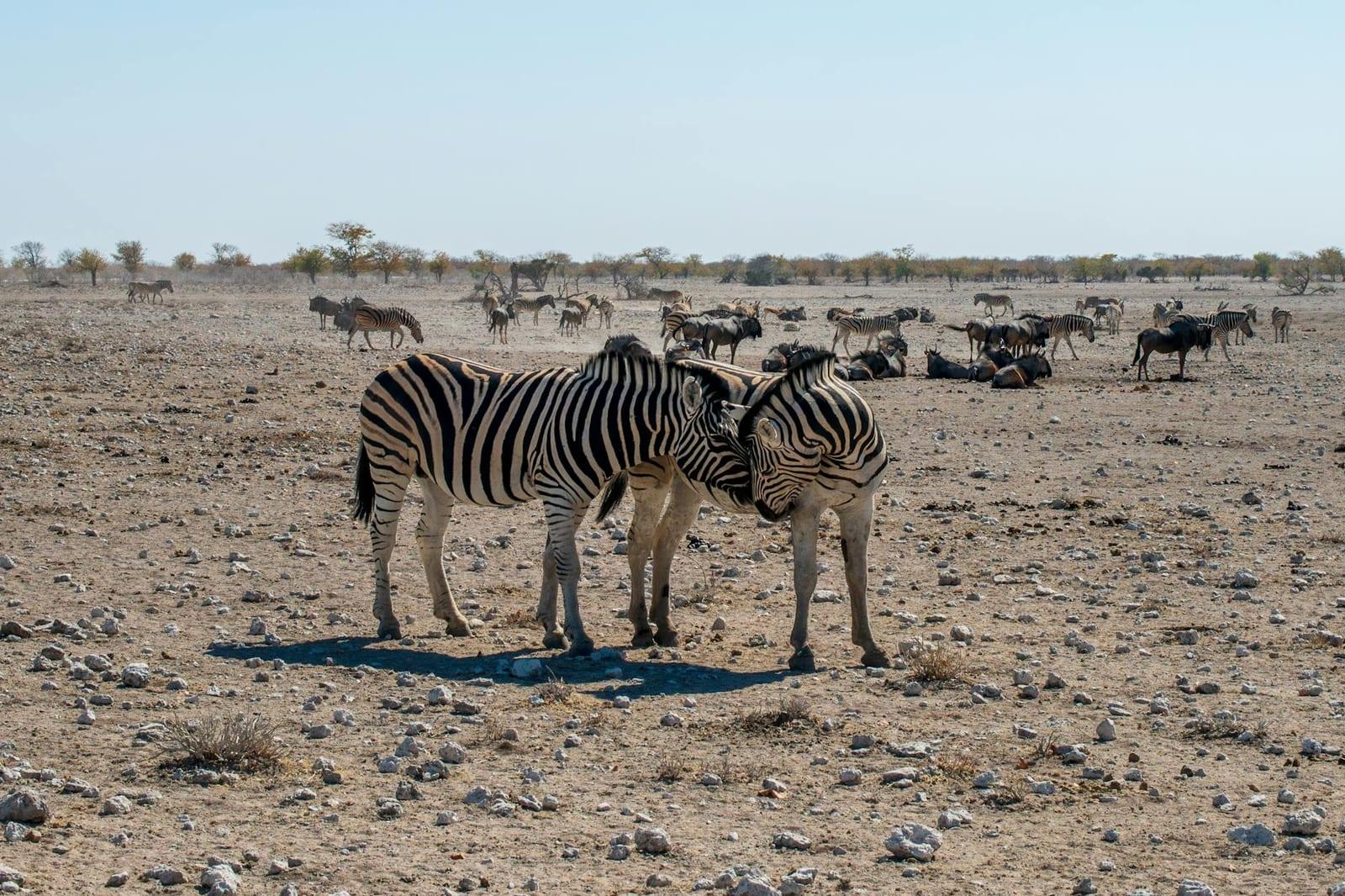 Etosha NP, Namibia
