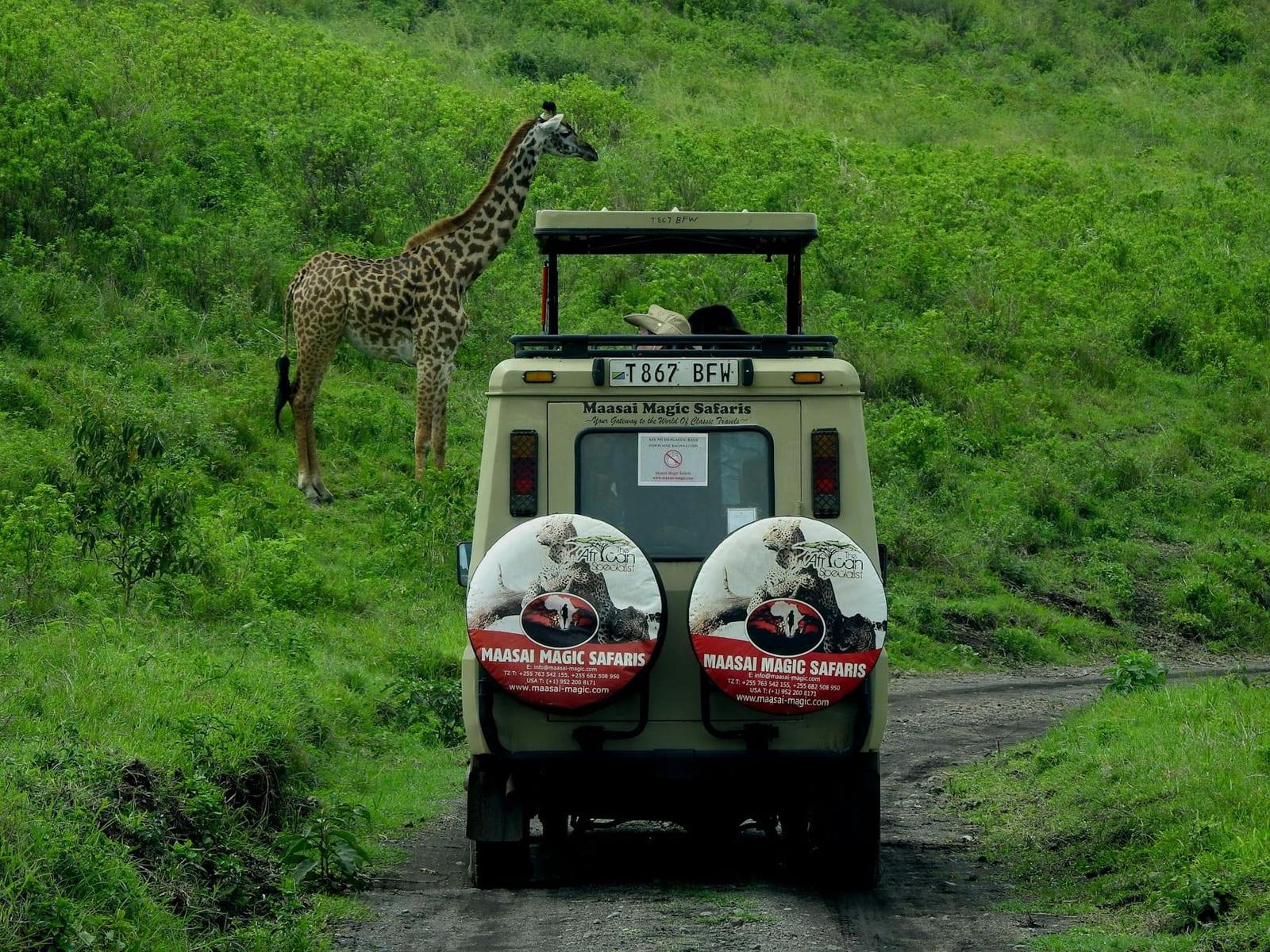Go on an African Safari, Tanzania