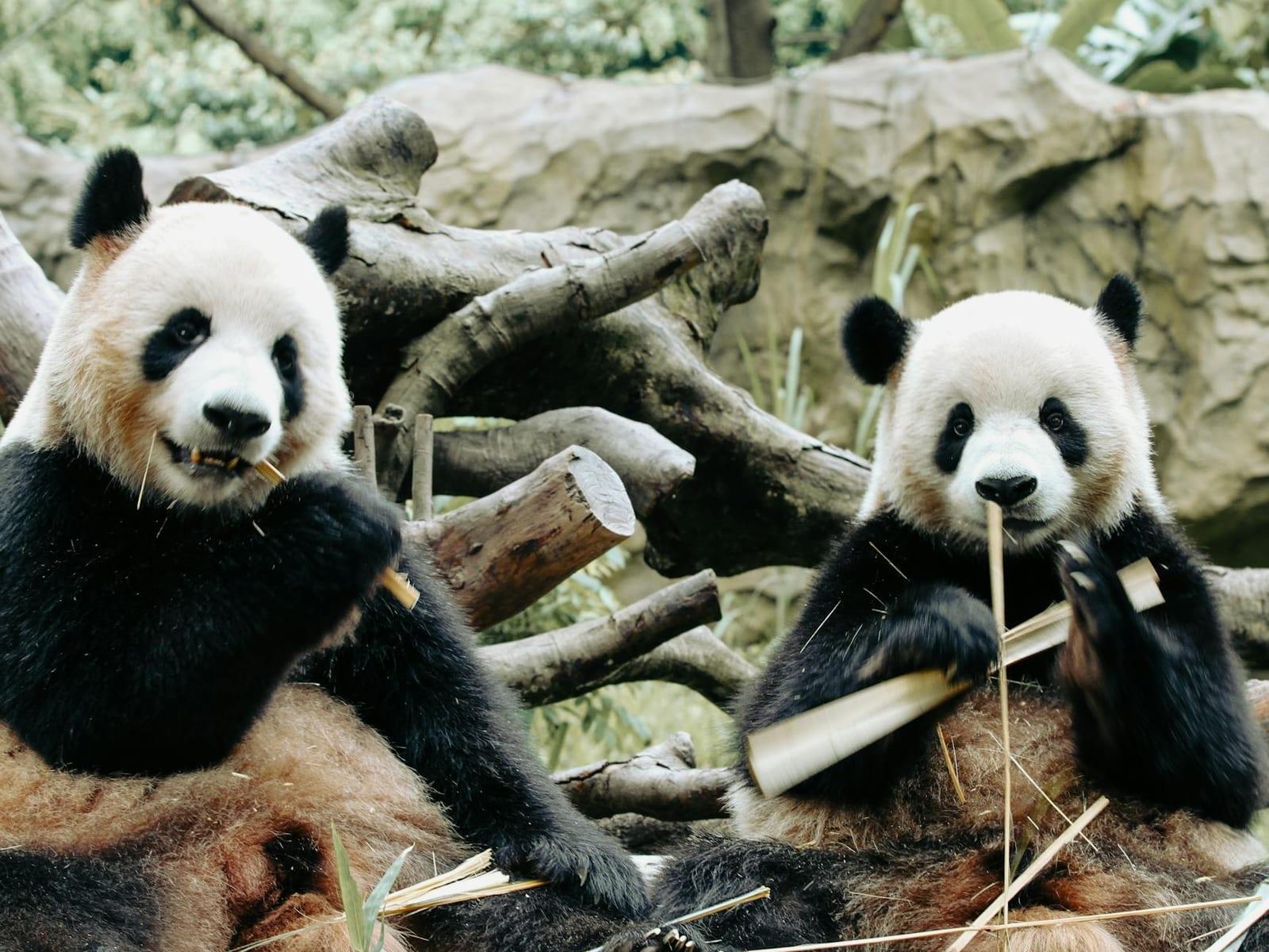 Pandas, China