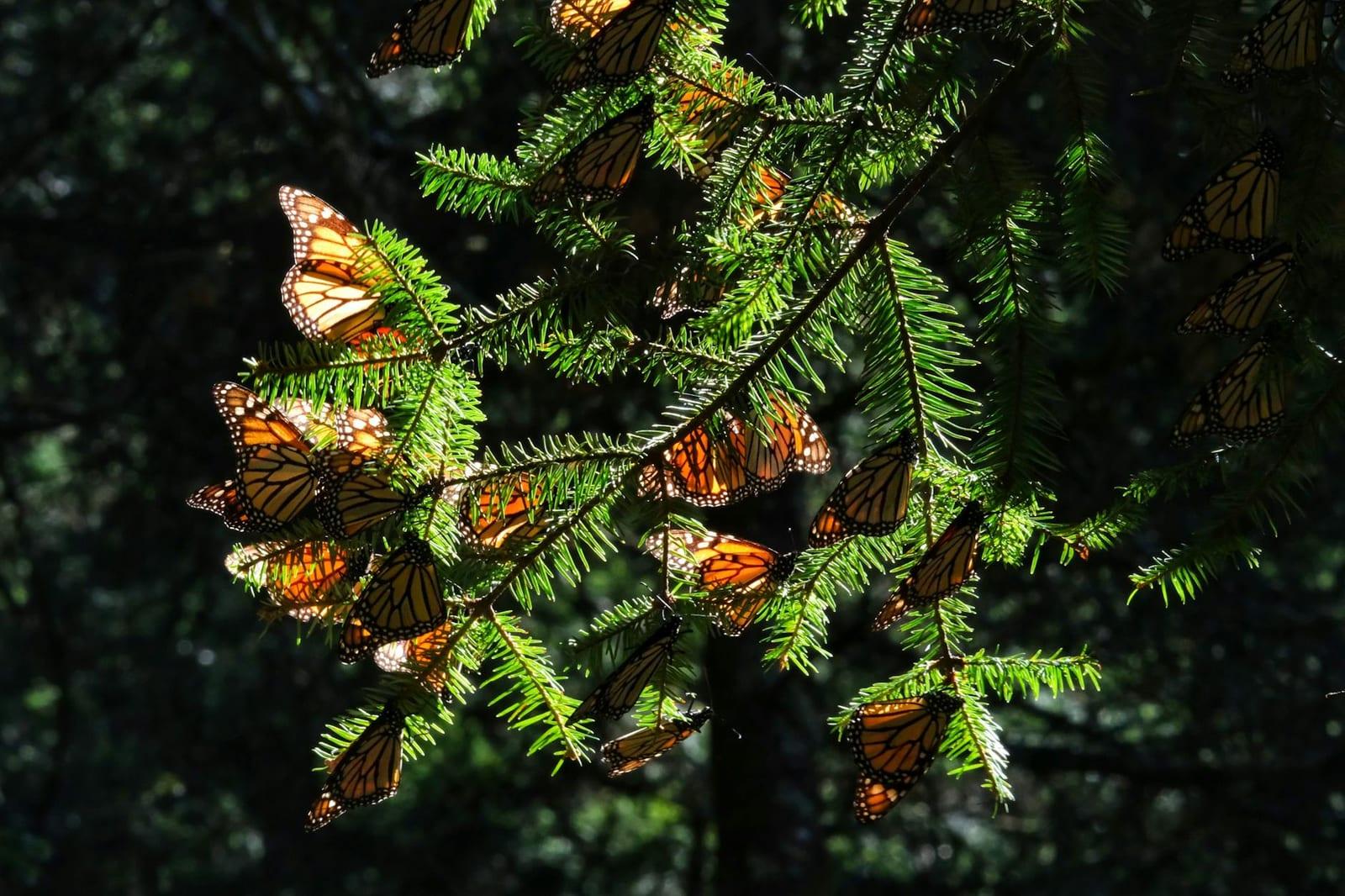 Monarch Butterfly Migration, Mexico