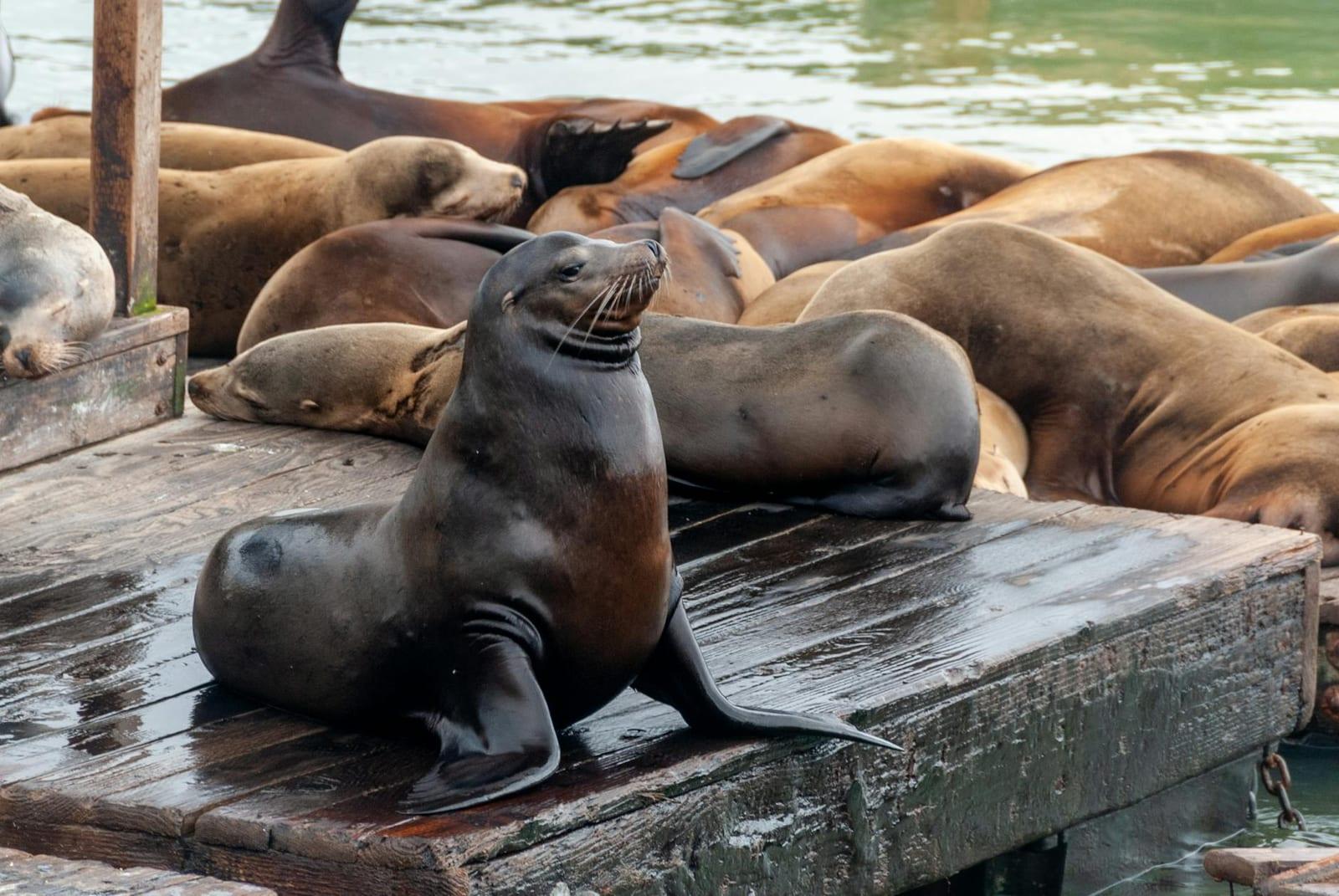 Sea Lions, United States