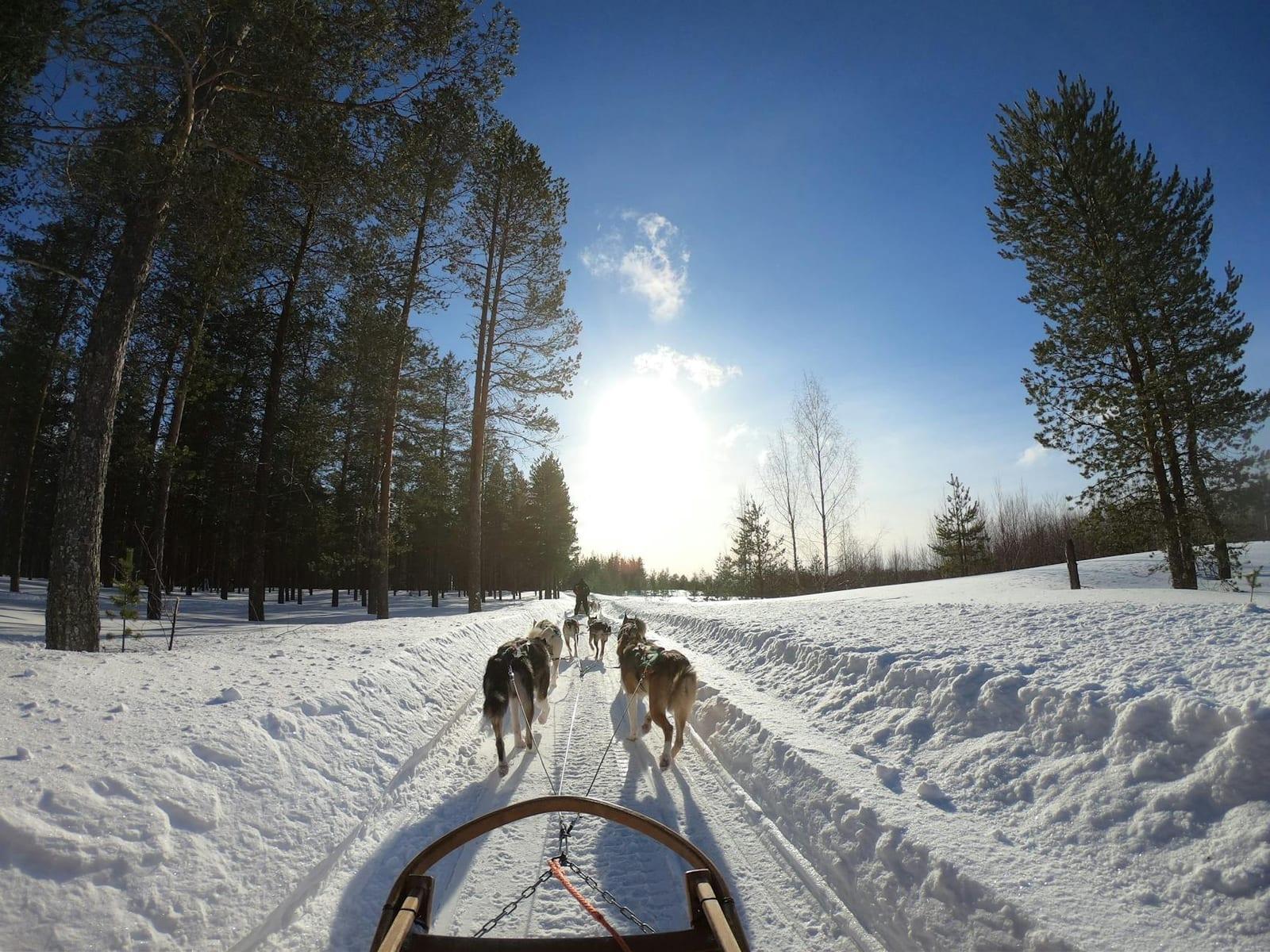 Dog Sled, Finland