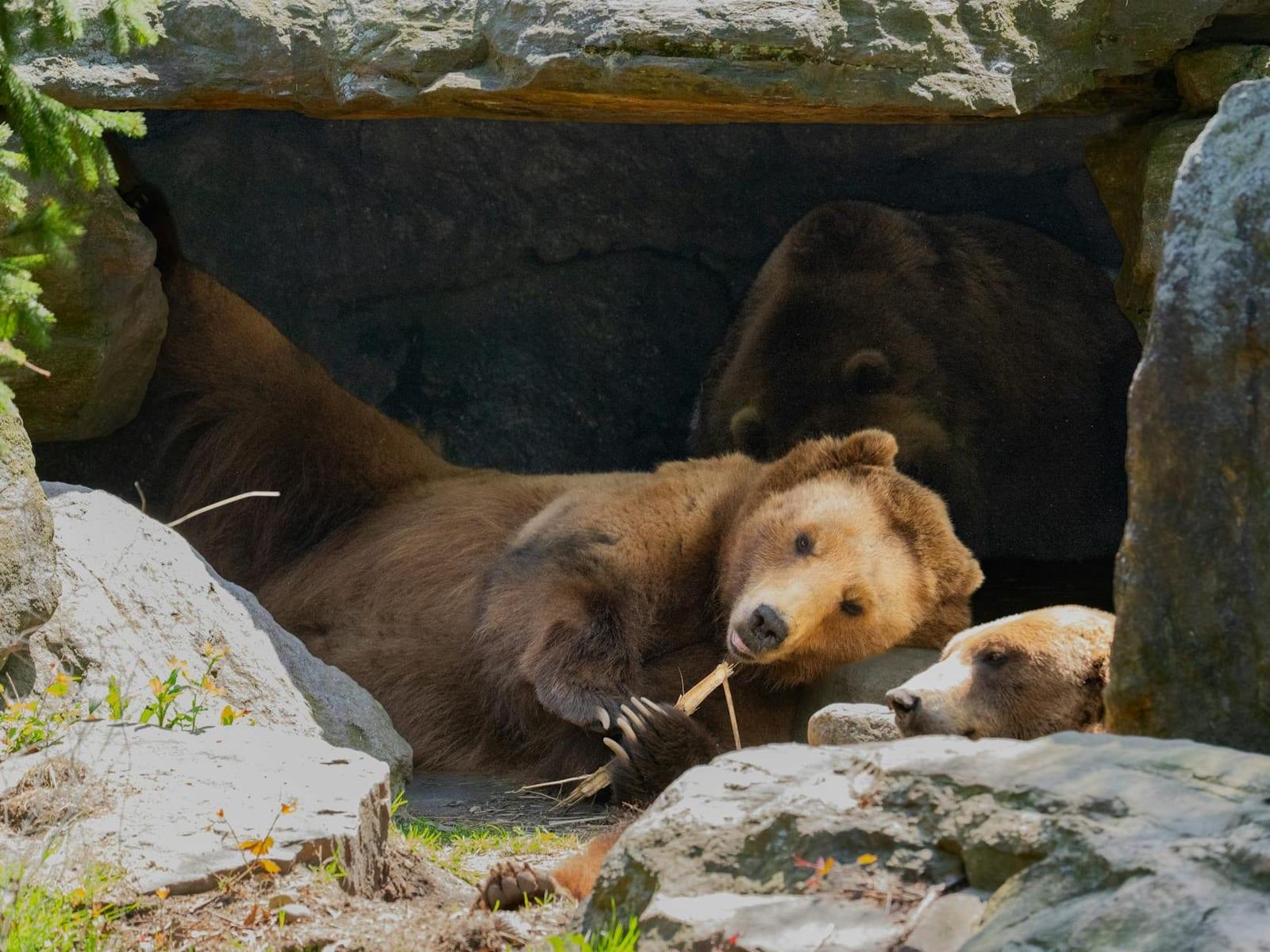 Brown Bears, United States