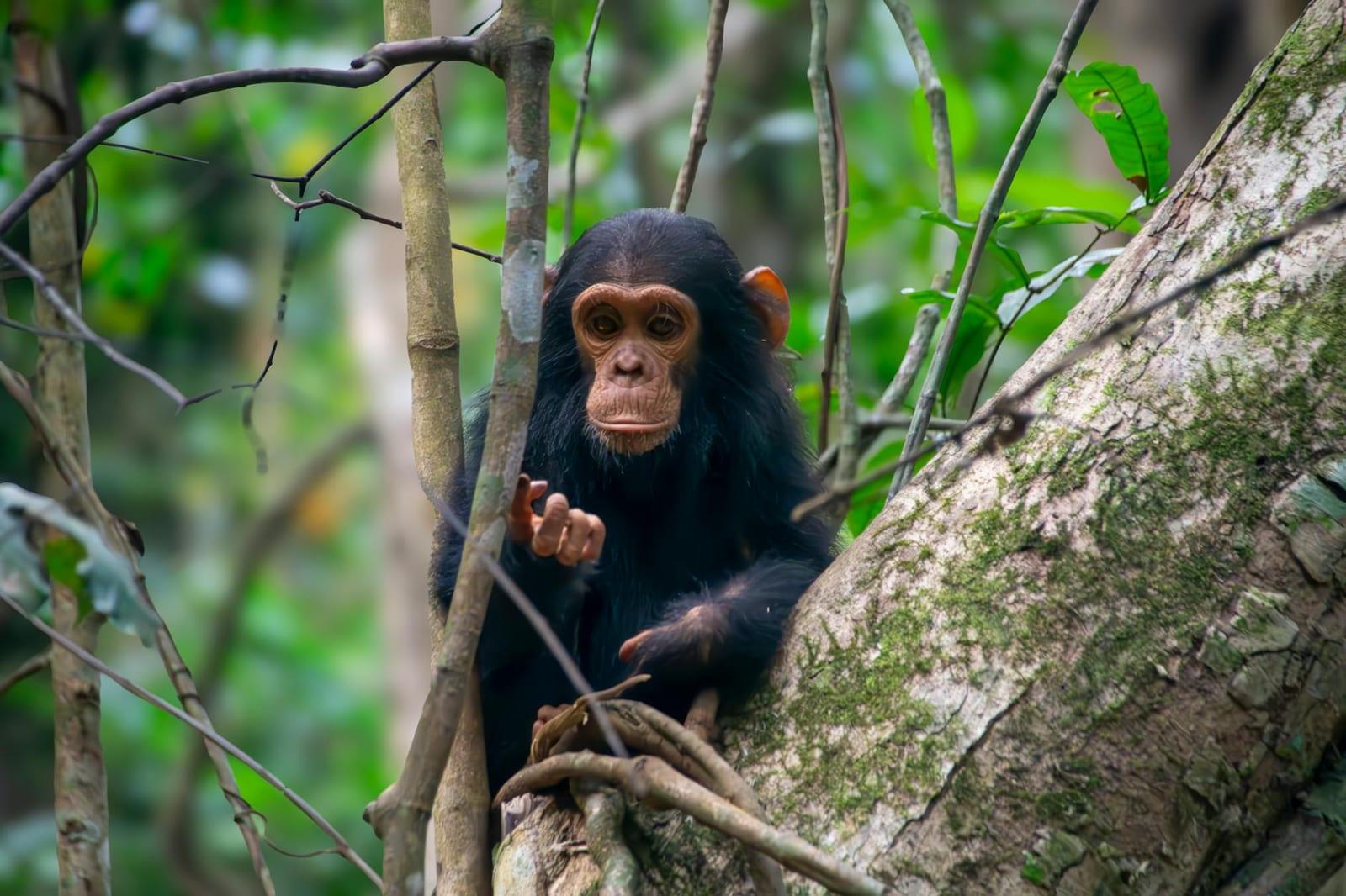 Chimpanzees, Tanzania