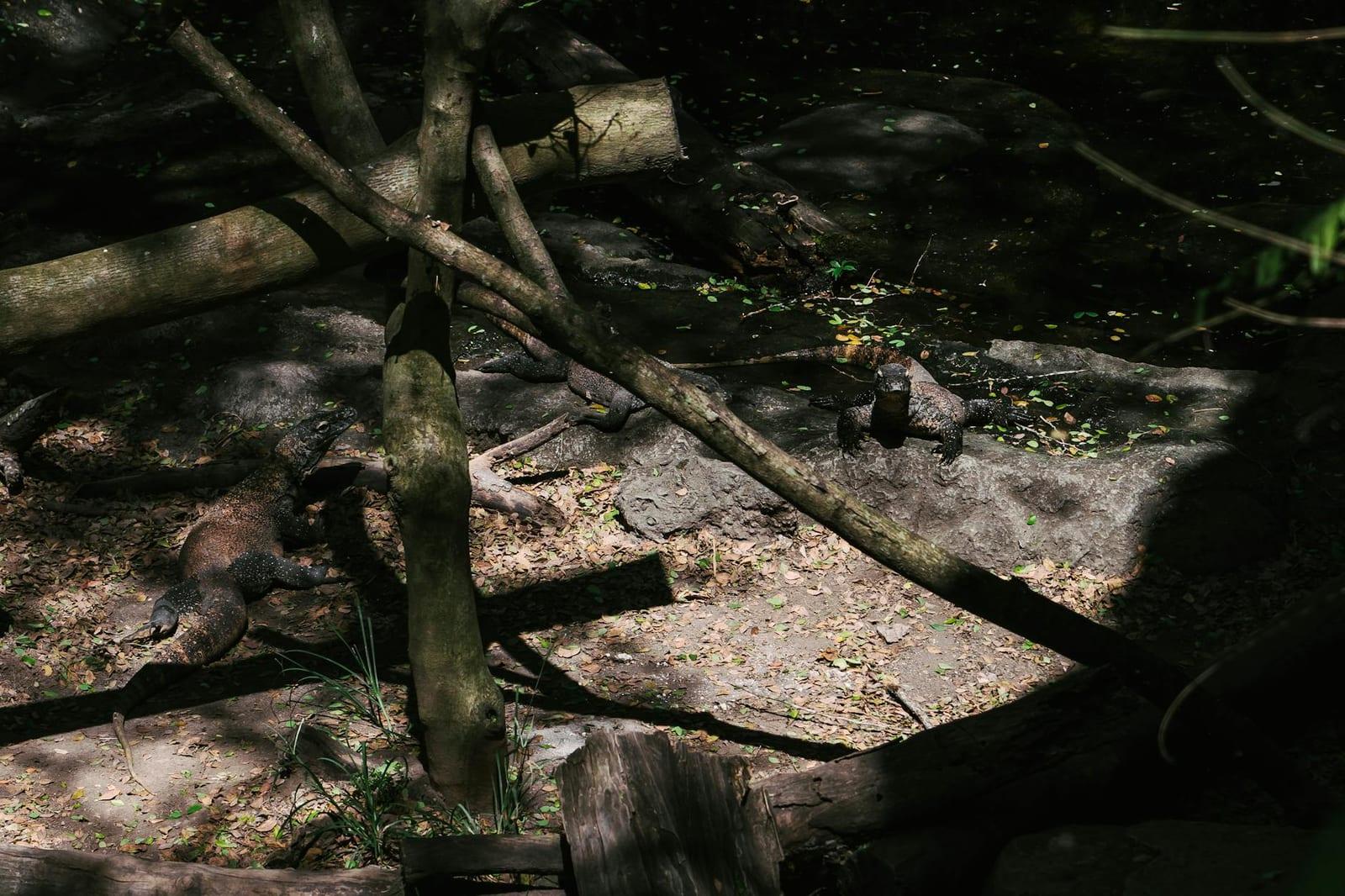 Komodo Dragons, Indonesia